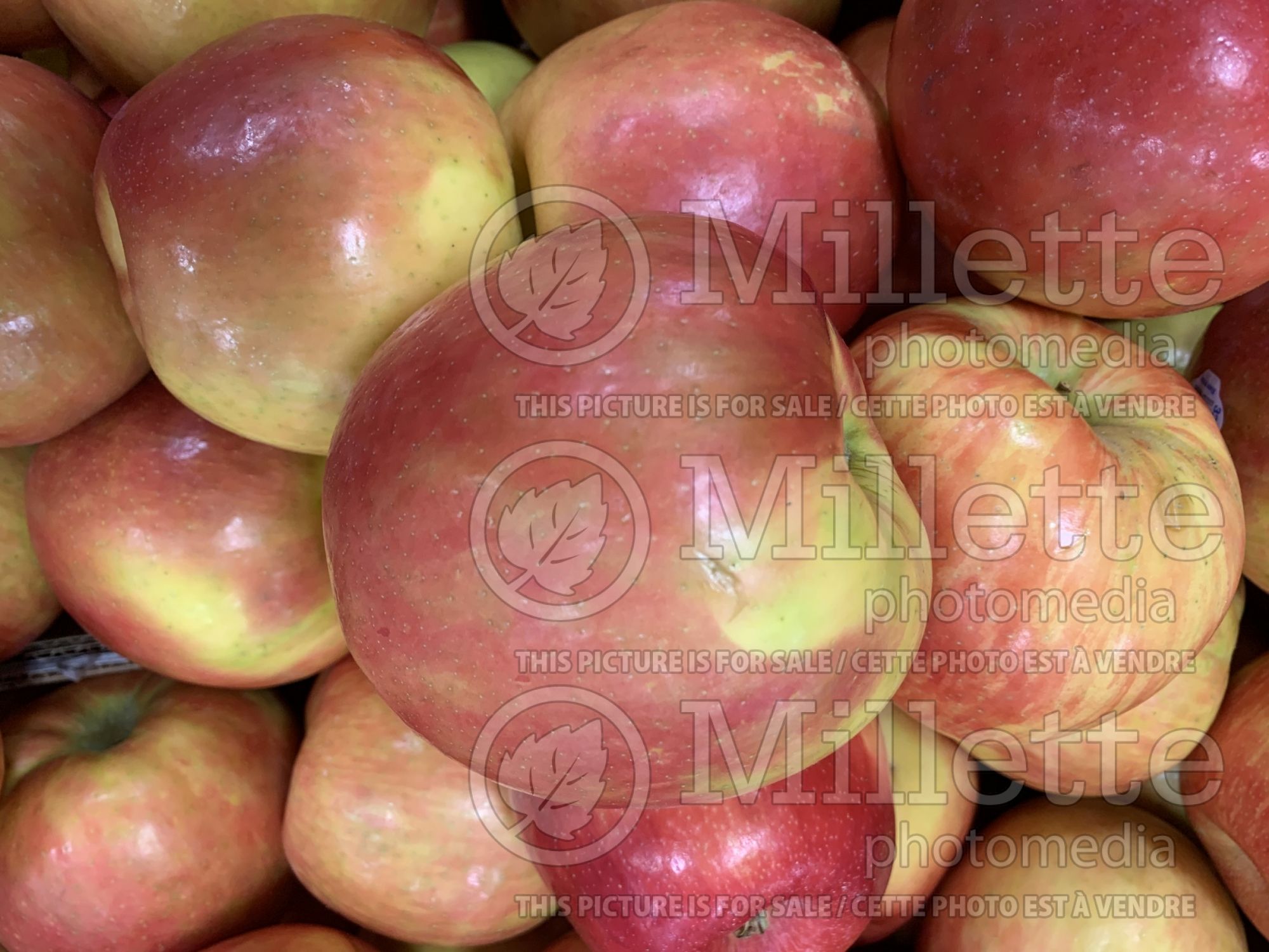 Malus Honeycrisp (apple) 13