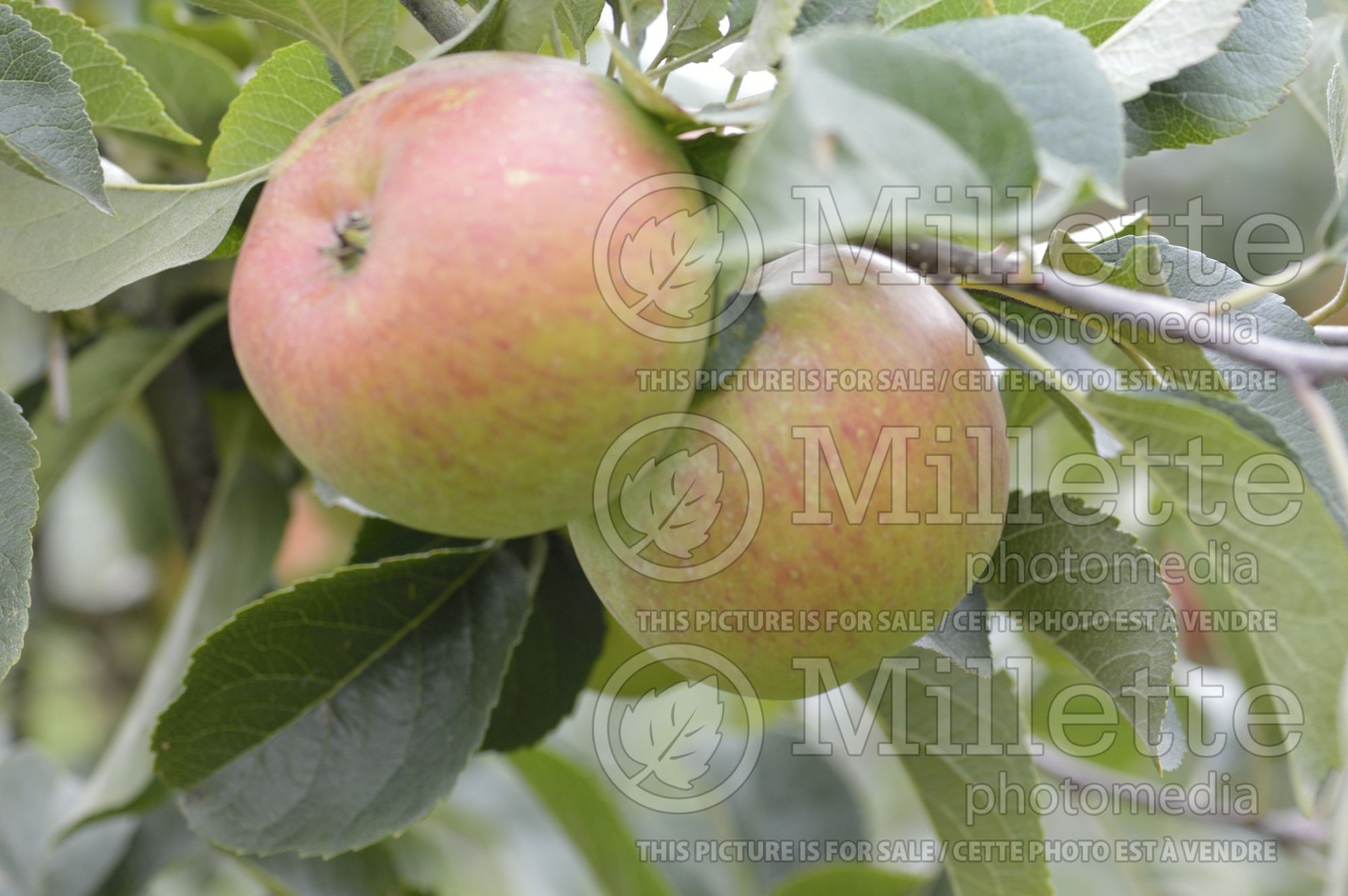 Malus Lady Lambourne (Apple tree) 1