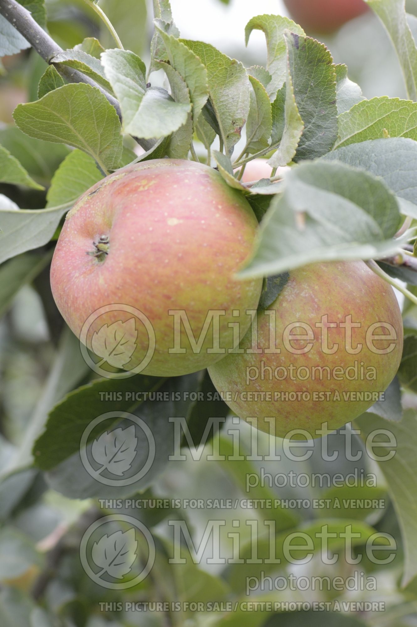 Malus Lady Lambourne (Apple tree) 2