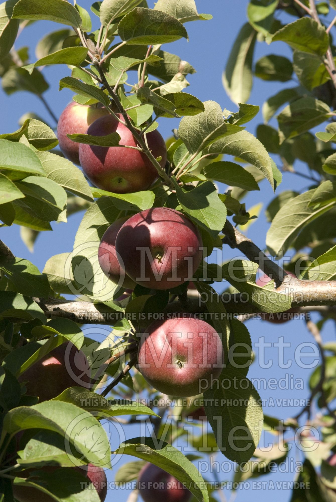 Malus McIntosh aka Grandpa's Choice (Apple) 1