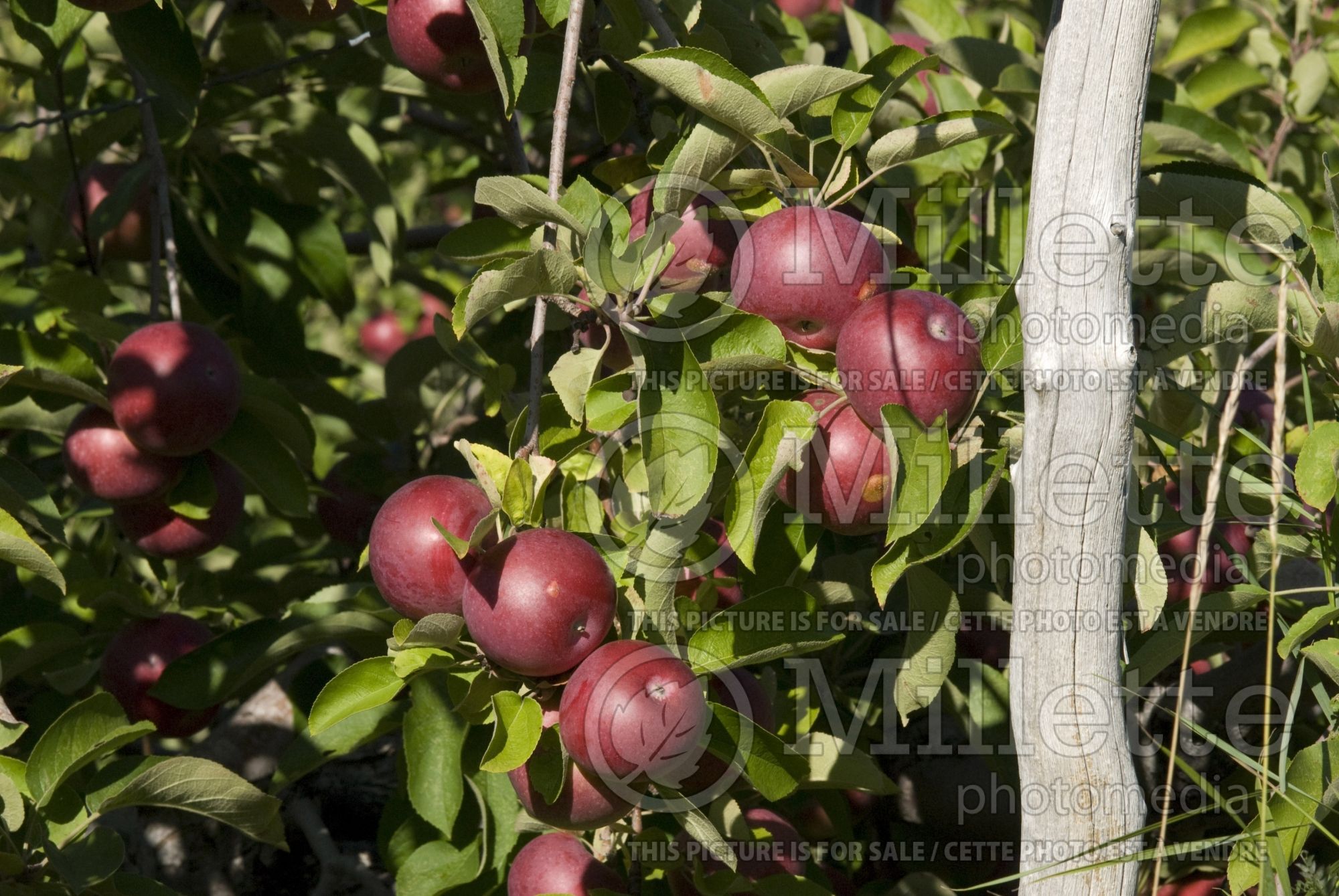 Malus McIntosh aka Grandpa's Choice (Apple) 6