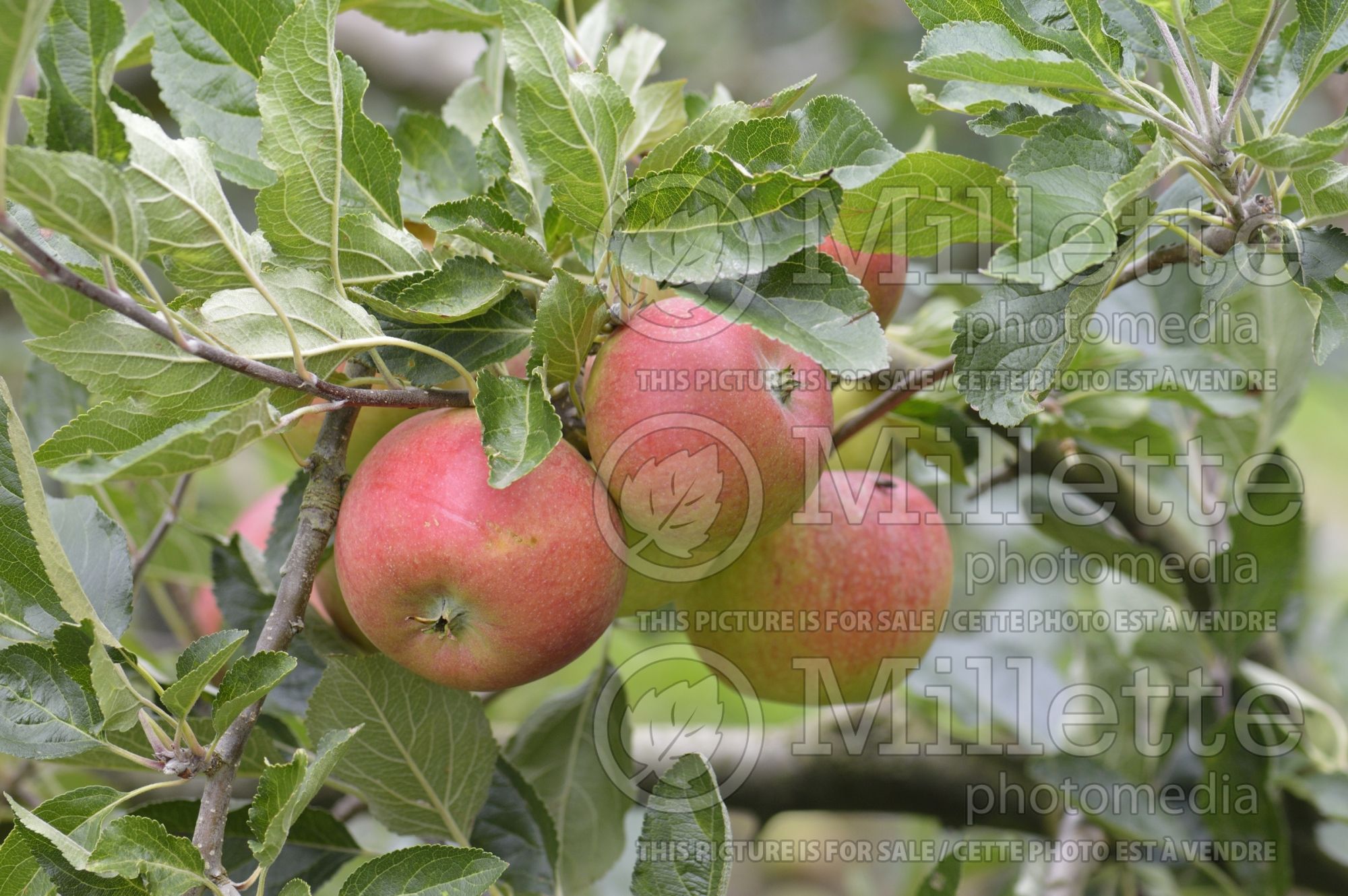 Malus Merton Beau (Apple tree fruit) 1