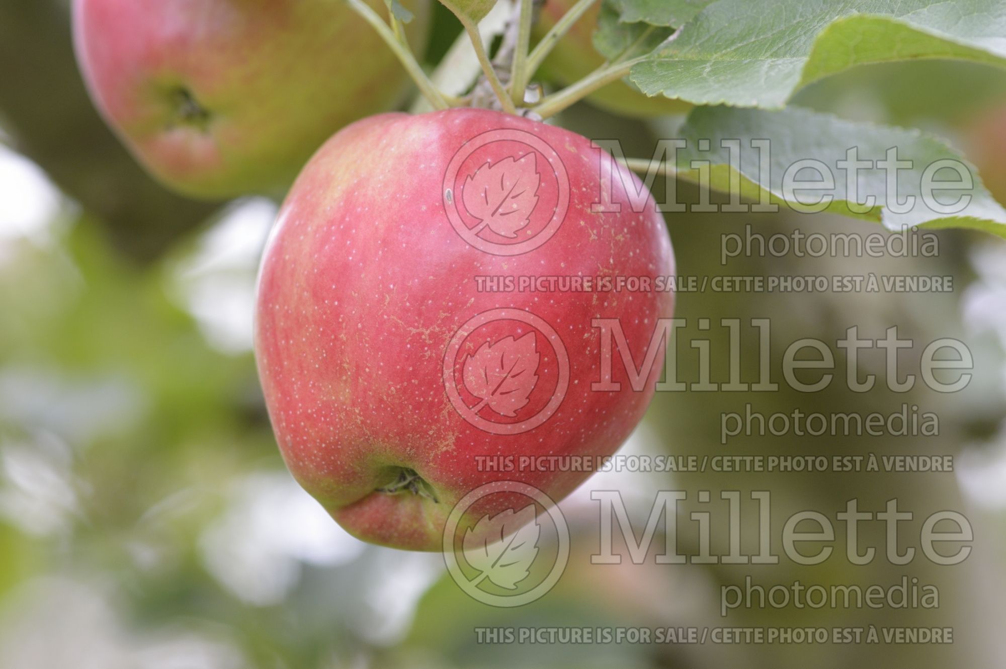 Malus Opalescent (Apple tree fruit) 1