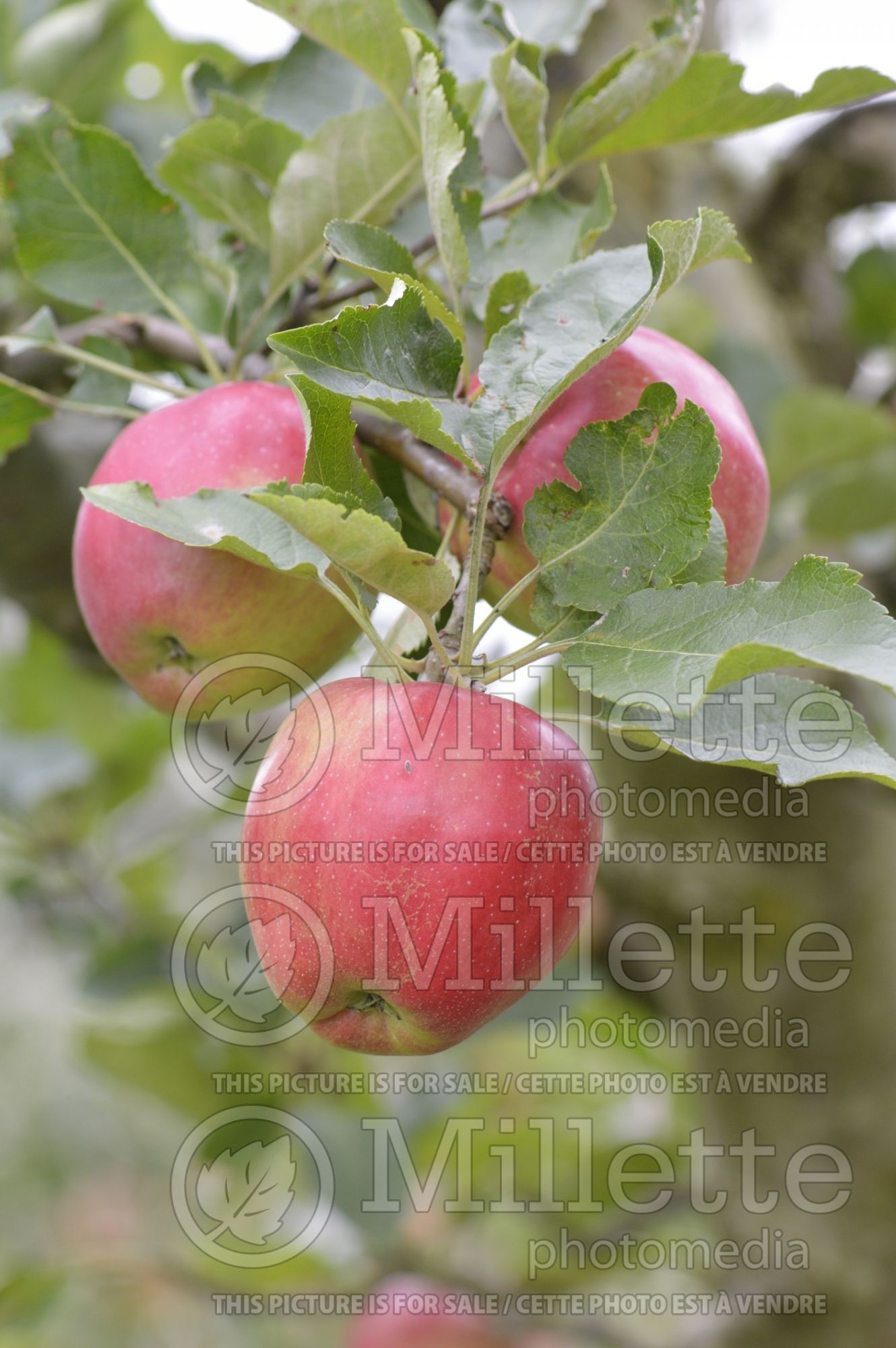Malus Opalescent (Apple tree fruit) 2
