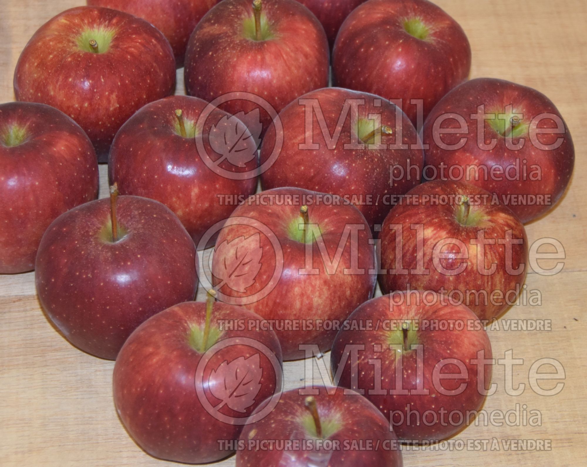 Malus Red Delicious aka Red Chief (Apple tree) 8