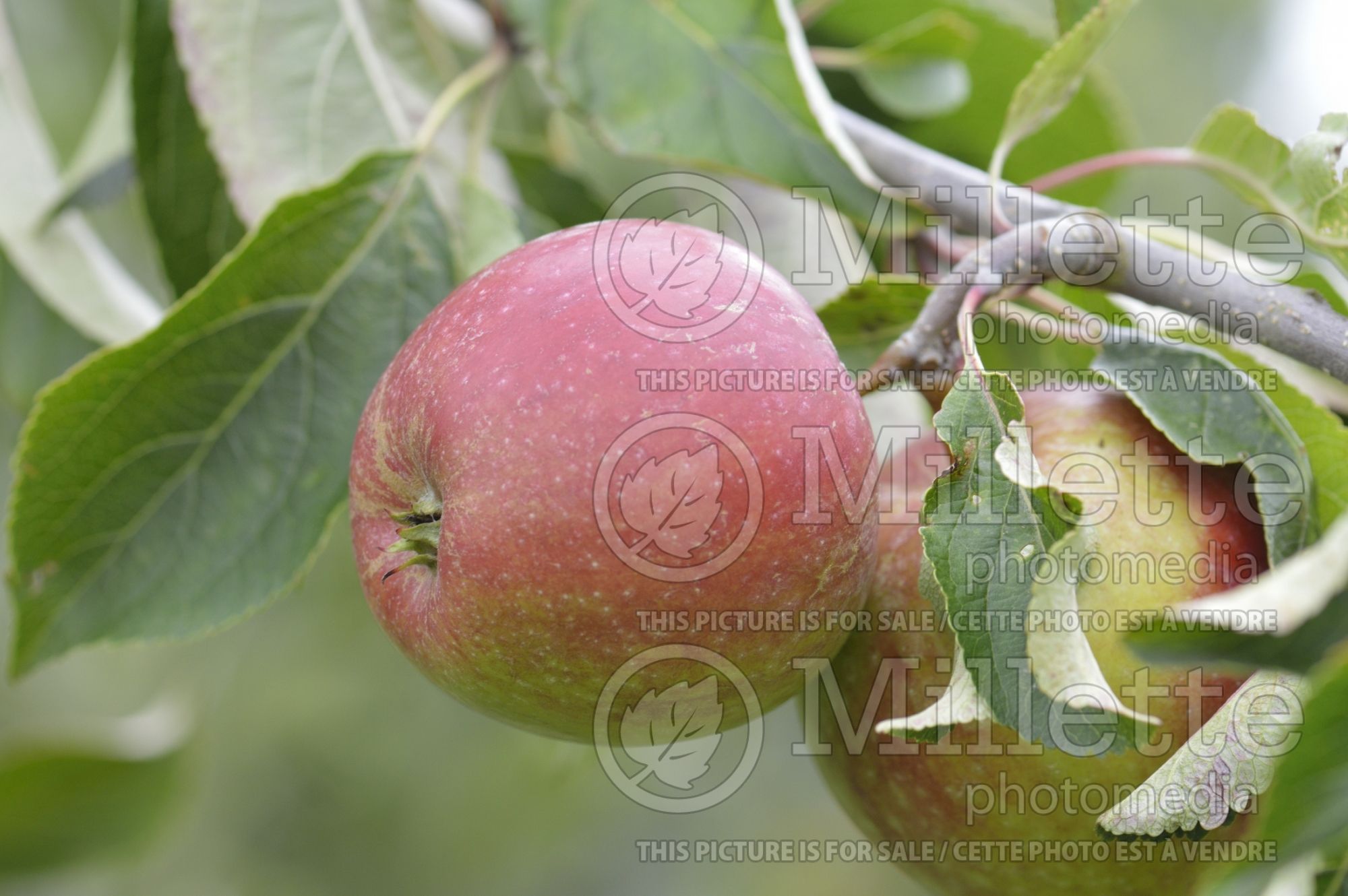 Malus Red Ellison (Apple tree) 1