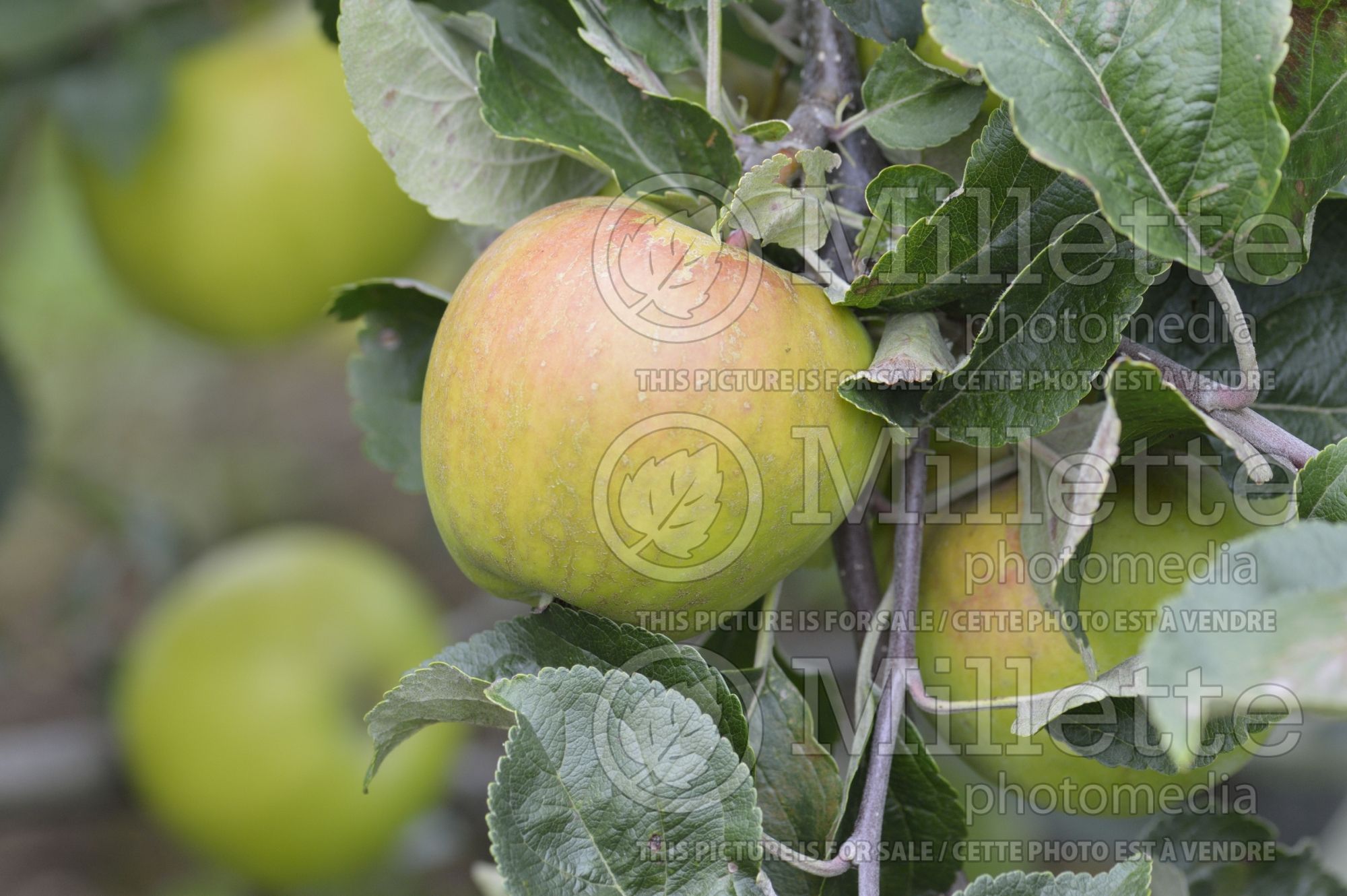 Malus Richardson (Apple tree) 1