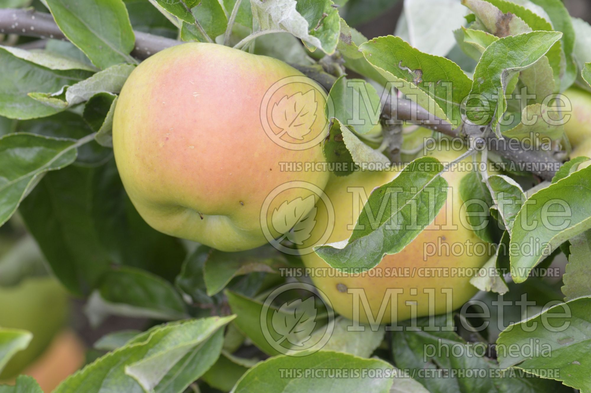 Malus Signe Tillisch (Apple tree) 1