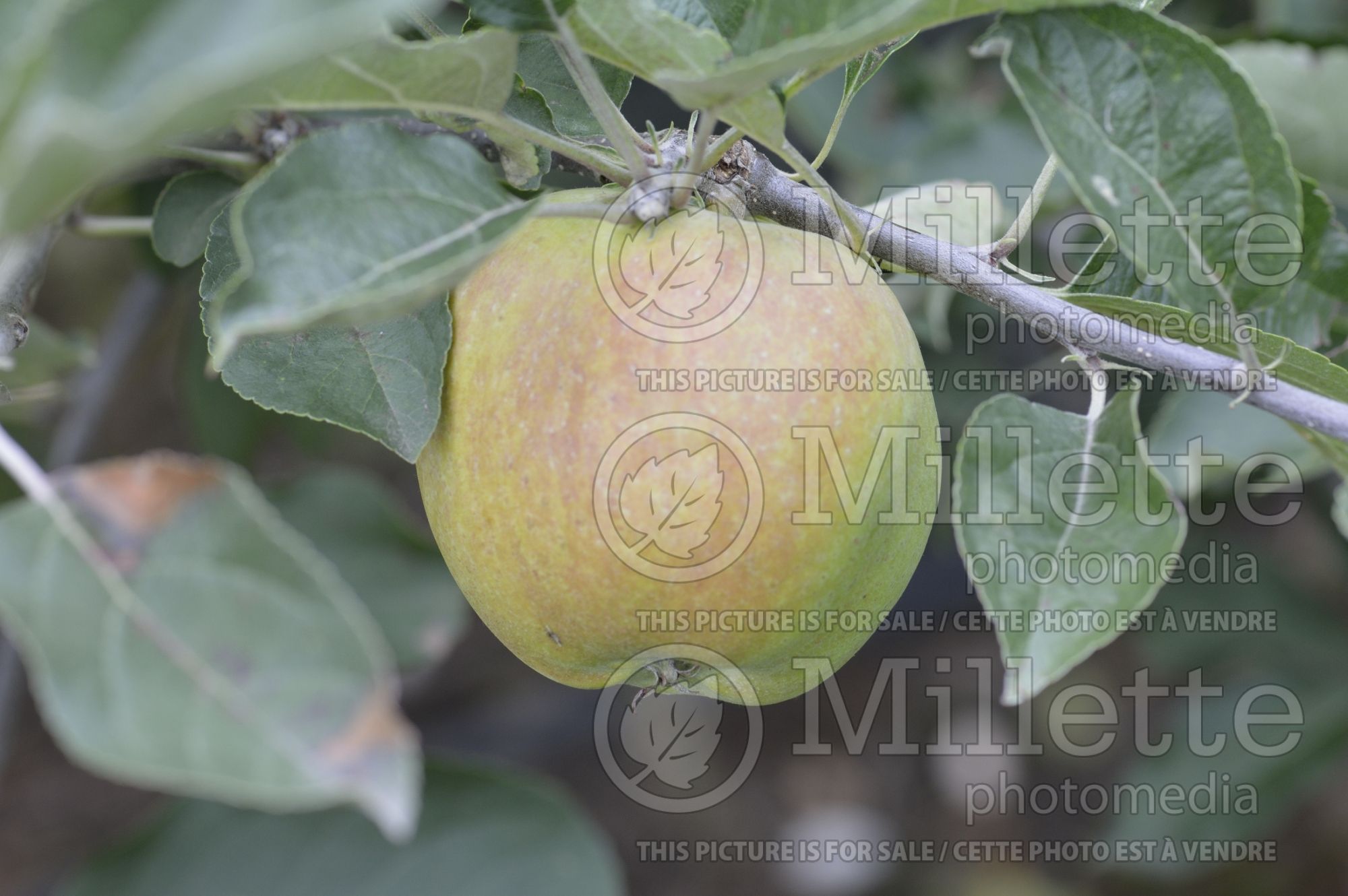 Malus Surprise (Apple) 1