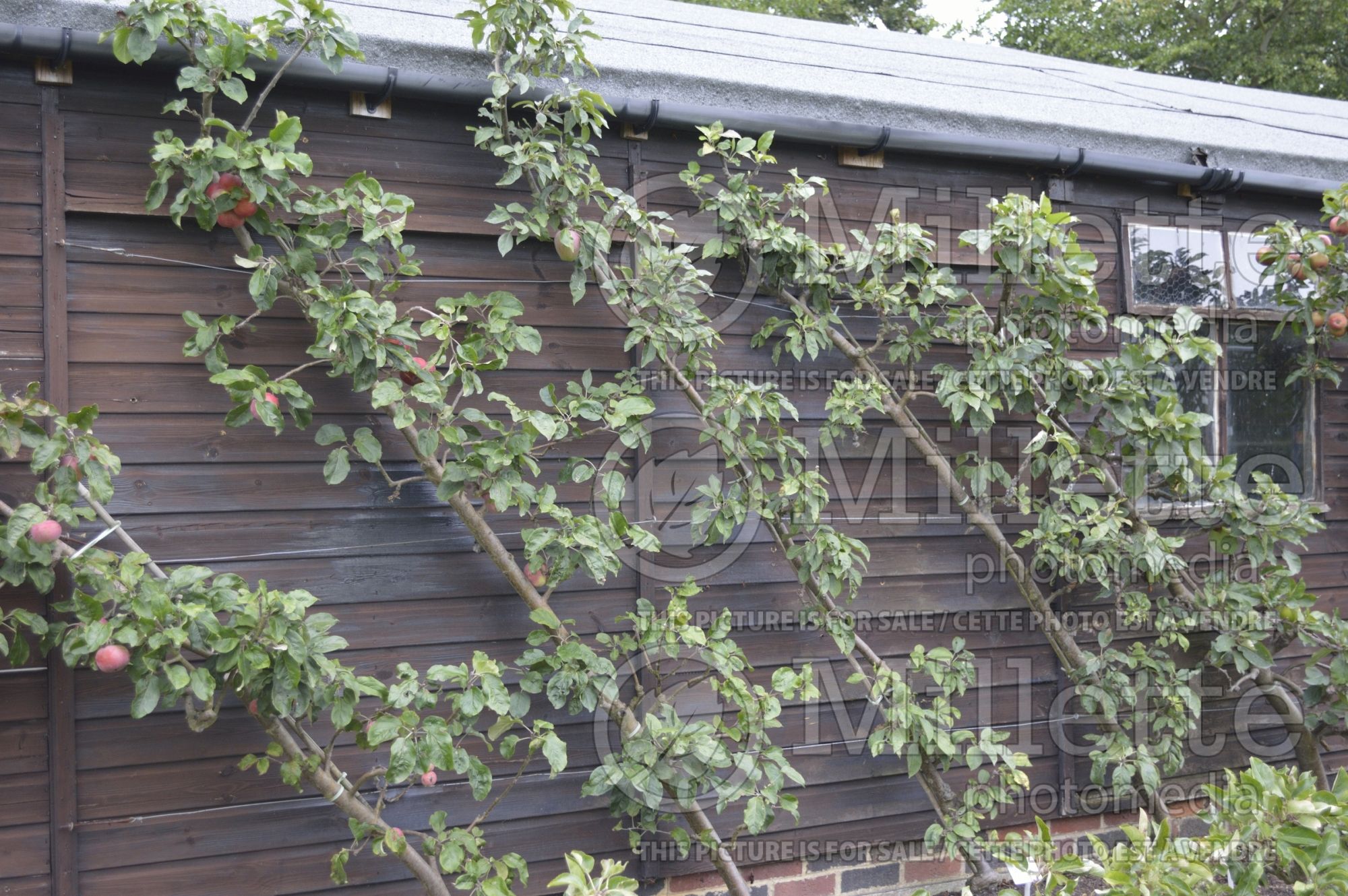 Malus domestica - Tree Cordon (Apple) 1