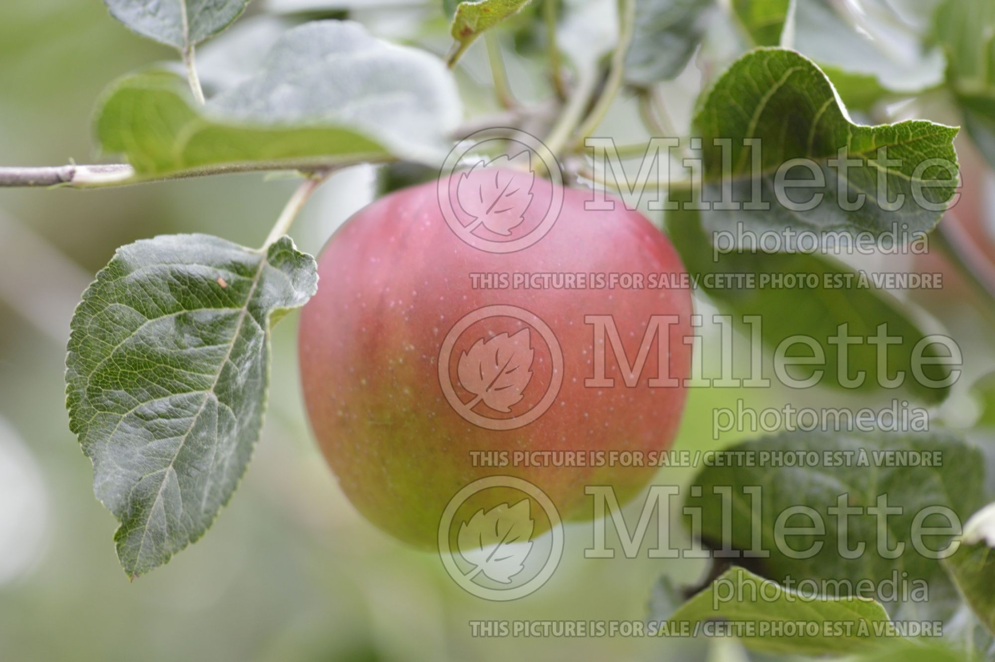 Malus Violette (Apple tree) 2