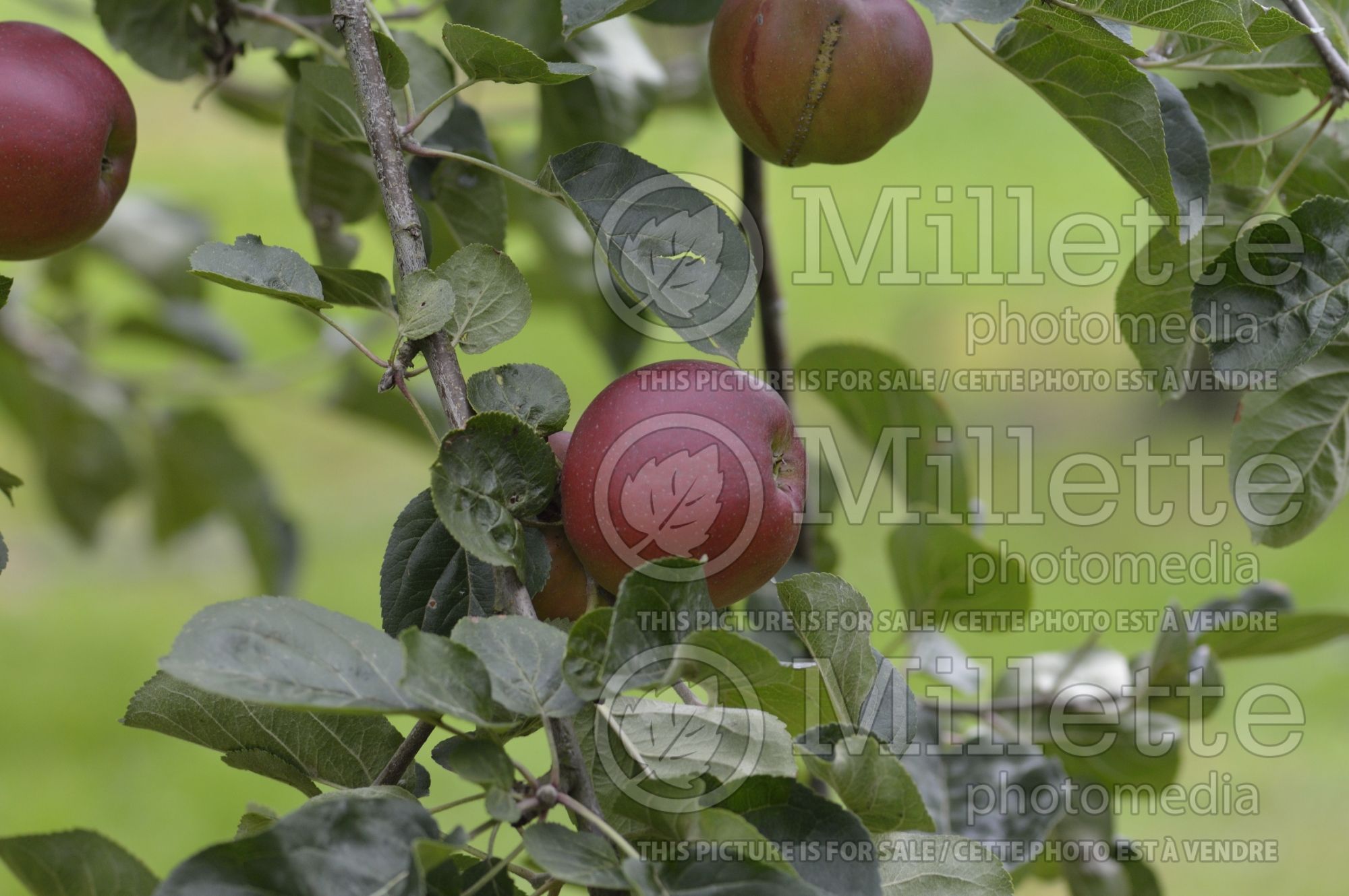 Malus Violette (Apple tree) 5