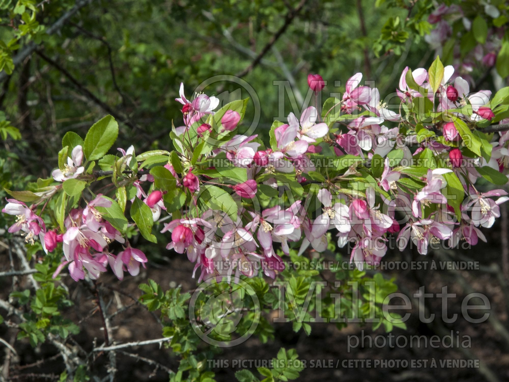 Malus floribunda (crabapple) 8