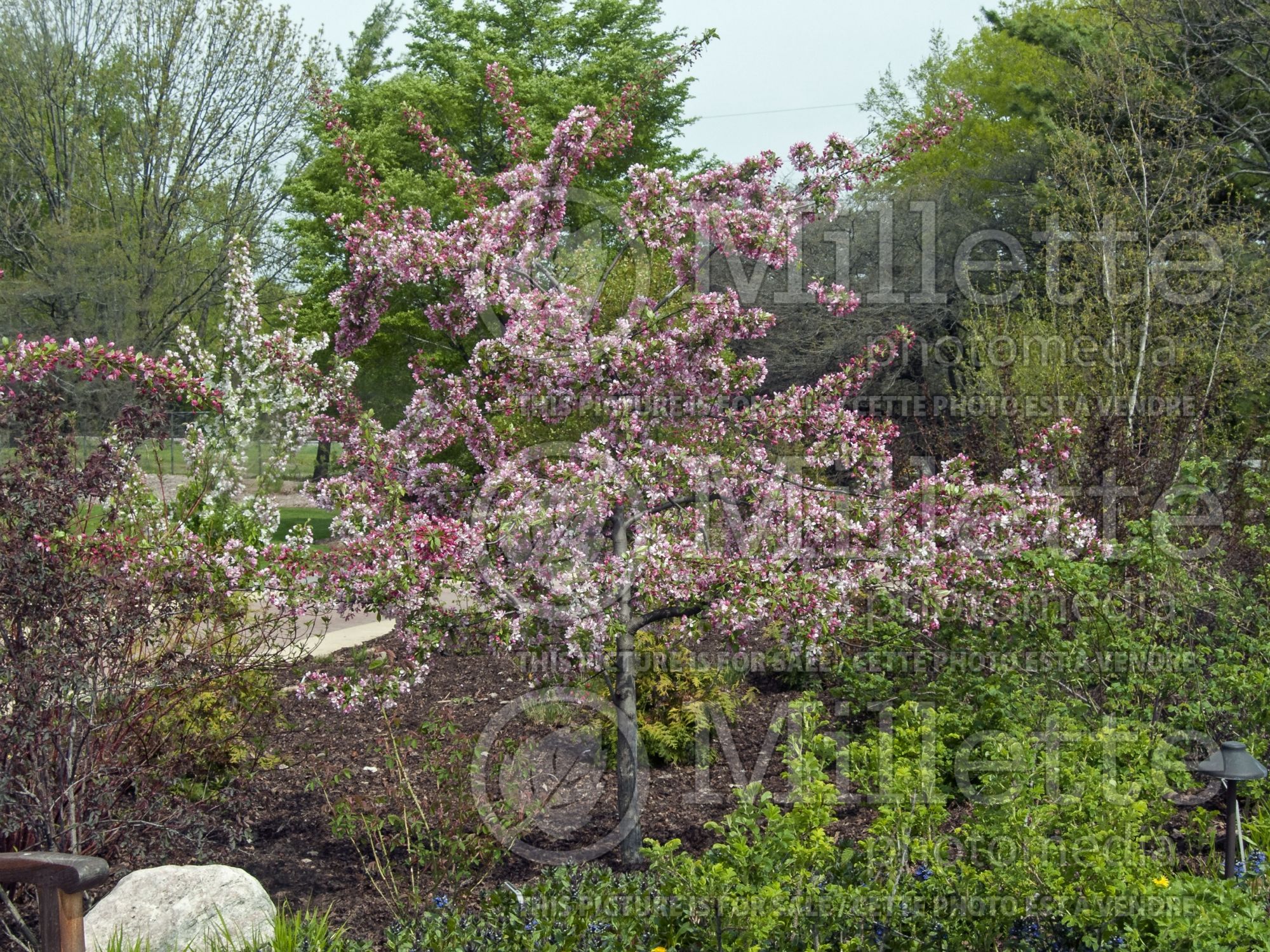Malus floribunda (crabapple) 6