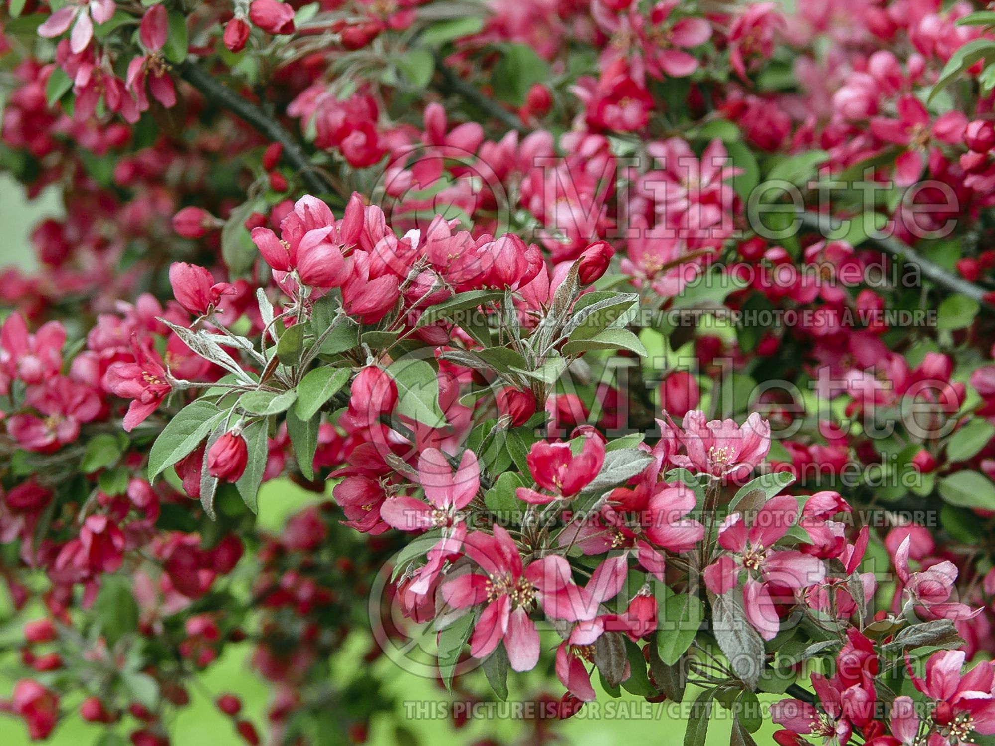 Malus Profusion (Crabapple) 10
