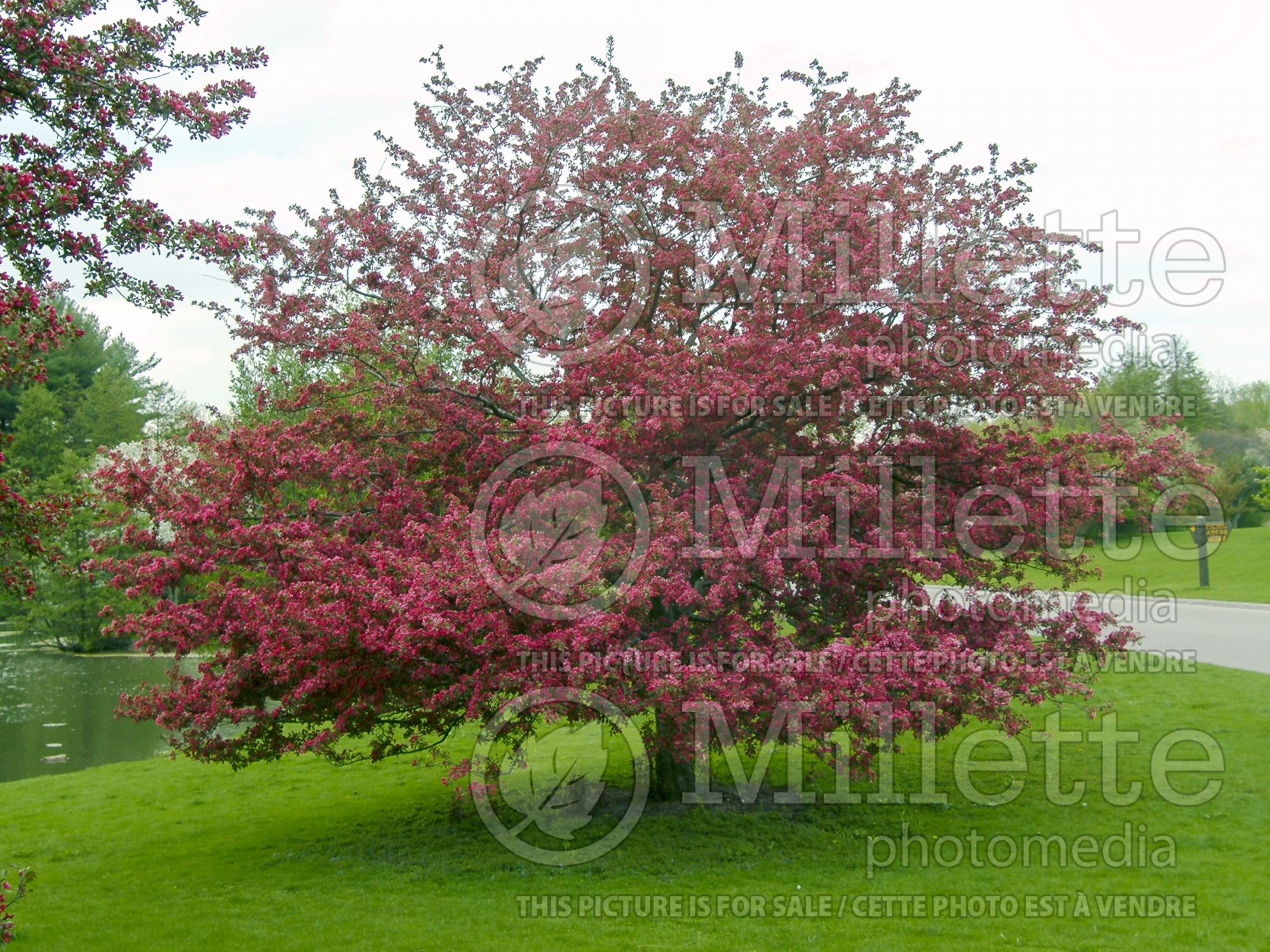 Malus Profusion (Crabapple) 11