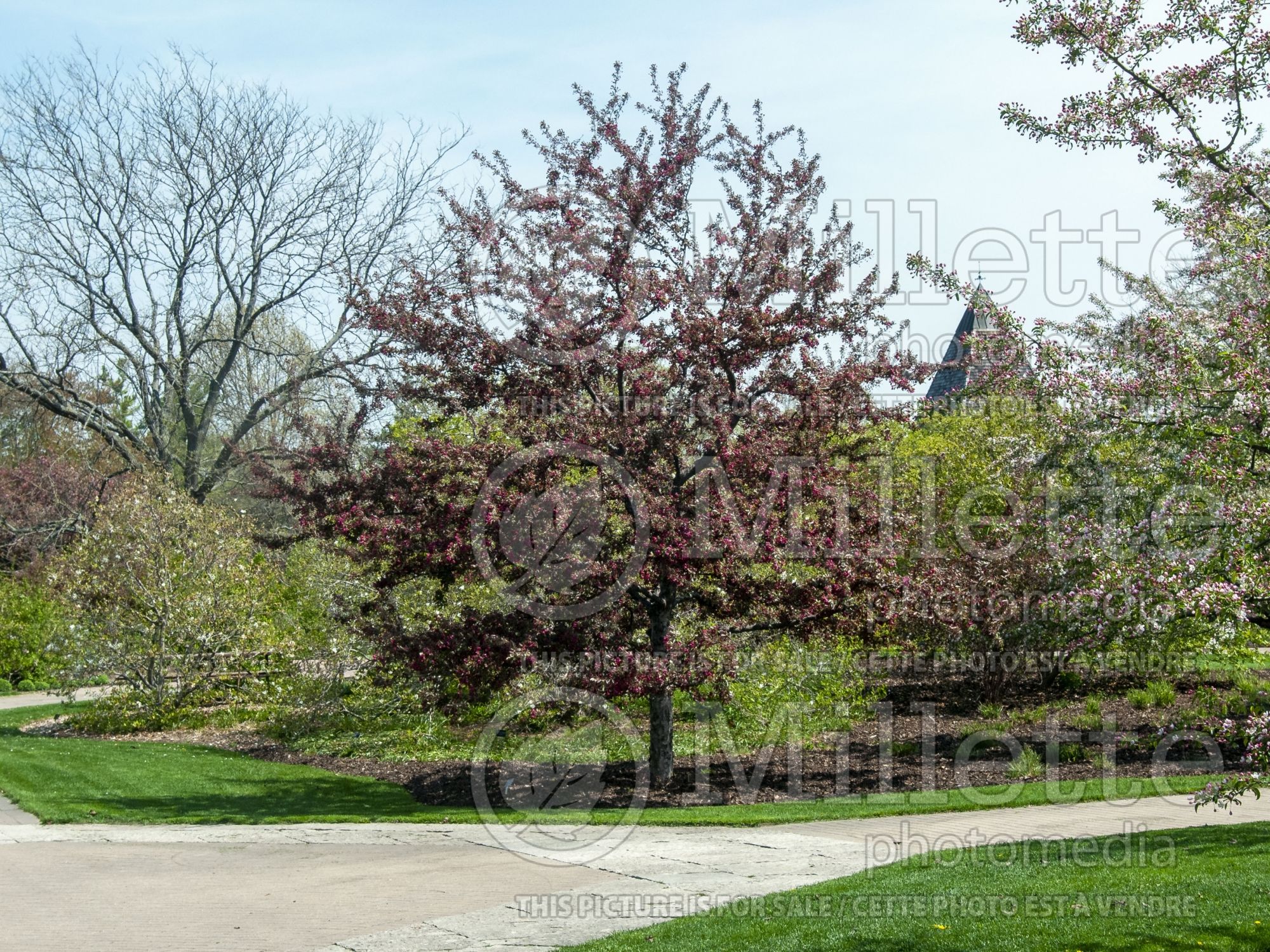 Malus Profusion (Crabapple) 15
