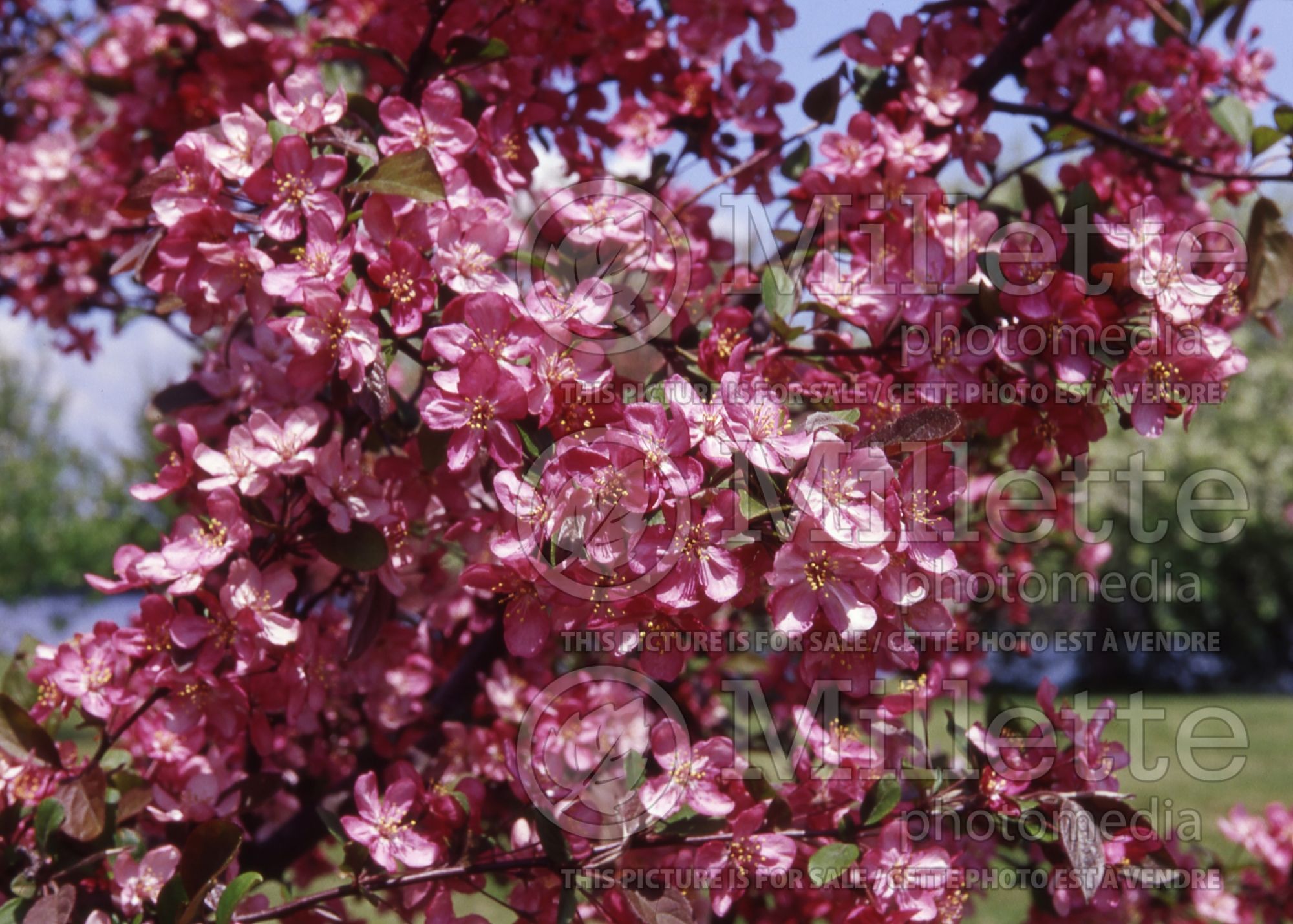 Malus Profusion (Crabapple) 7