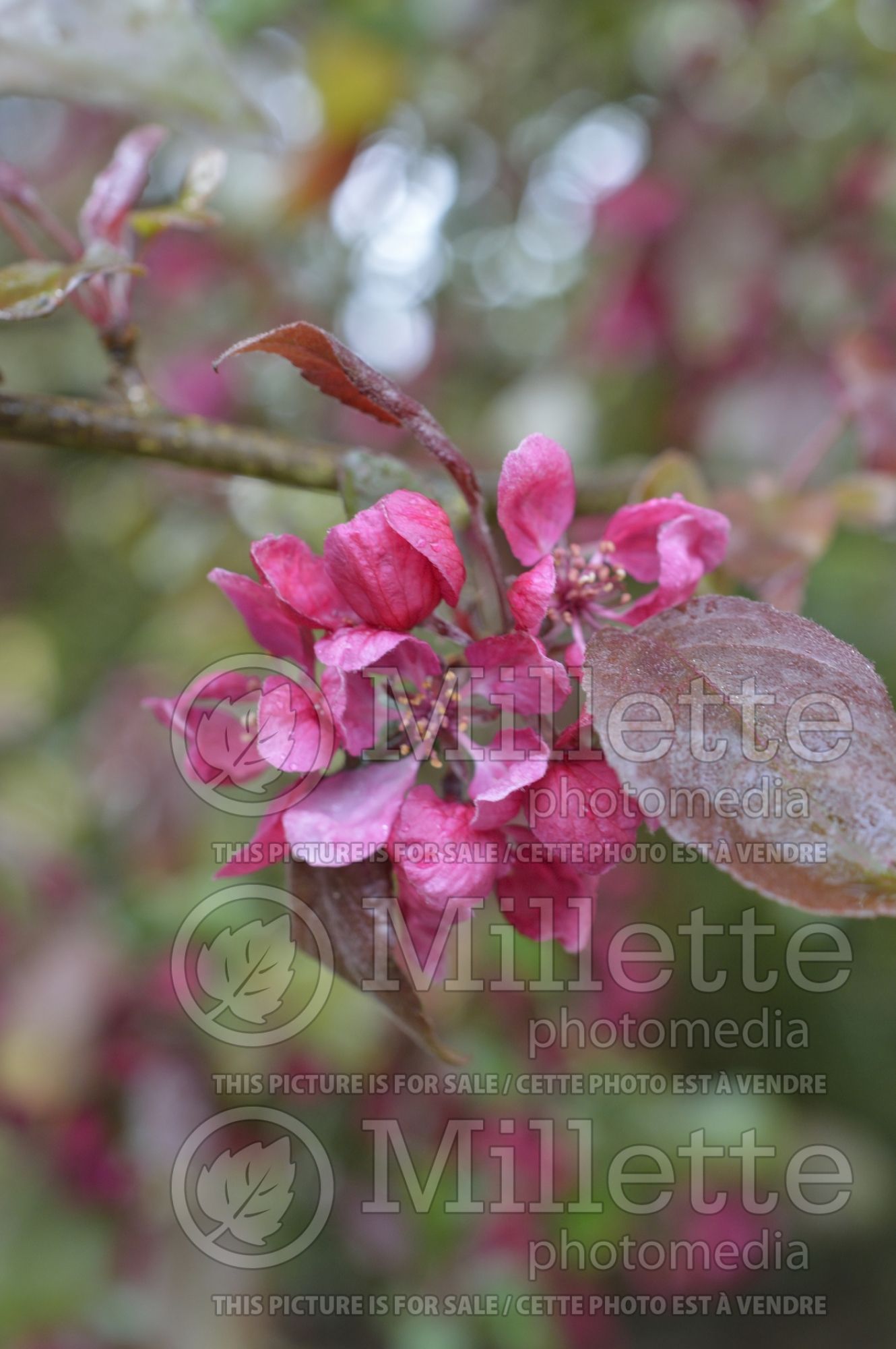 Malus Profusion (Crabapple) 8