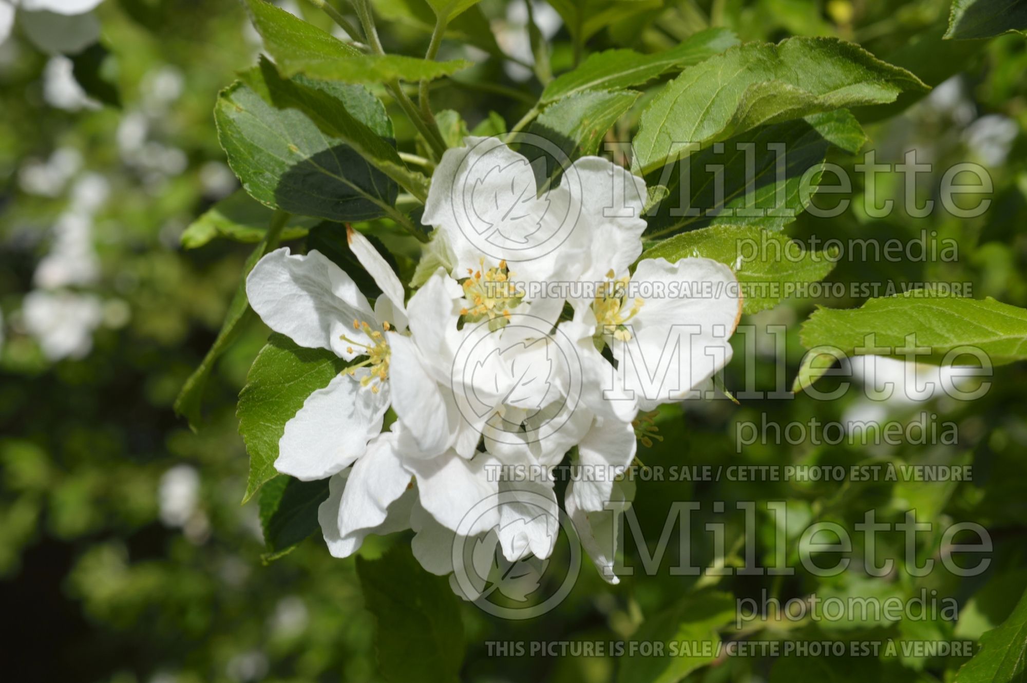 Malus Montreal Beauty (Crabapple) 1