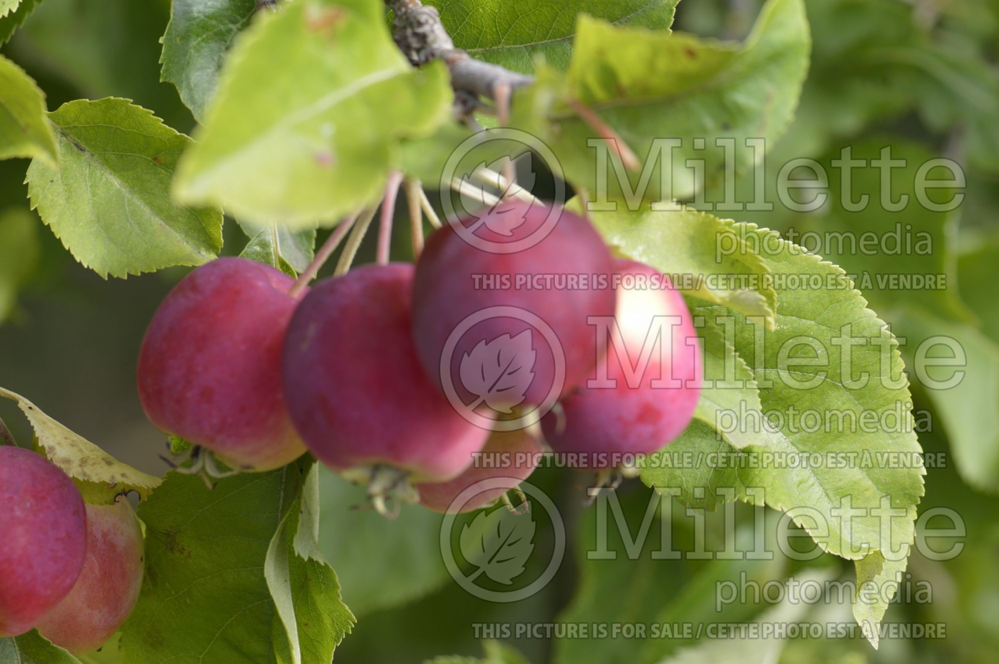 Malus Dartmouth (Crabapple) 4