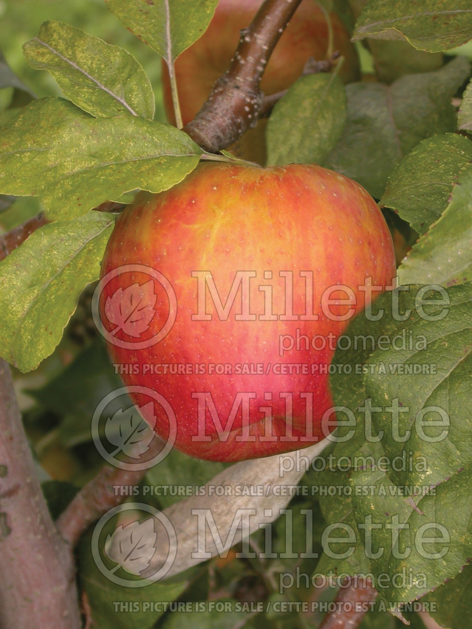 Malus Honeycrisp (Apple) 11