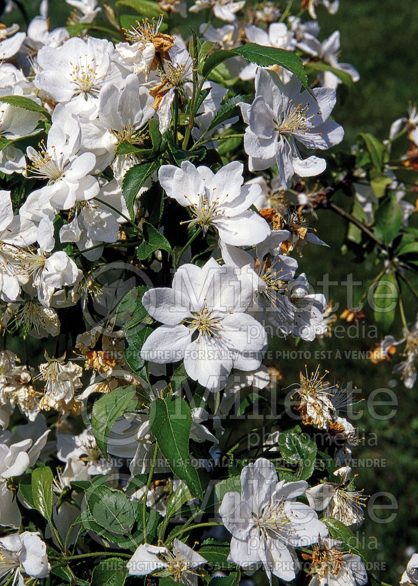 Malus Red Jewel (crabapple) 1