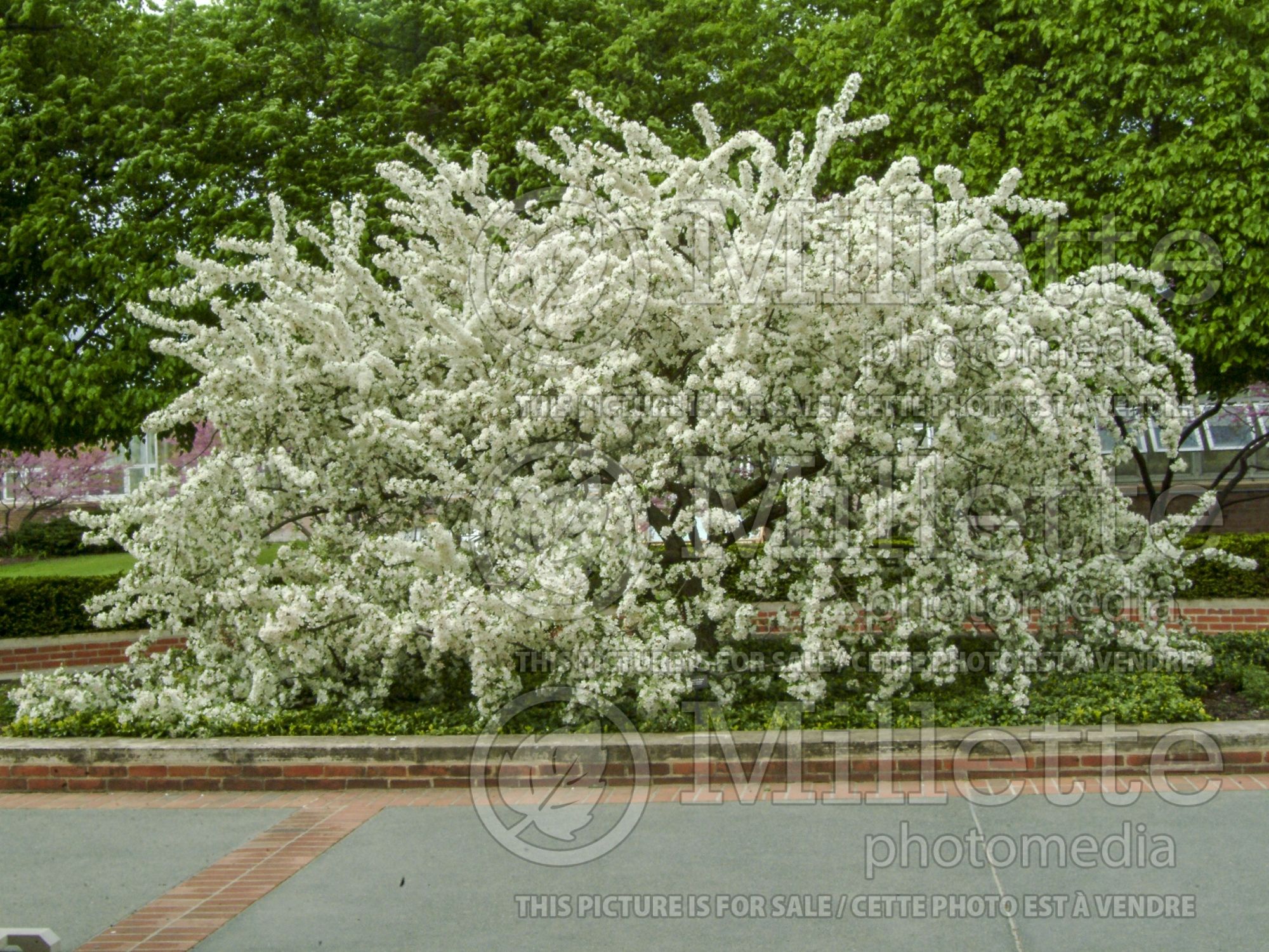 Malus sargentii (Sargent crabapple) 11