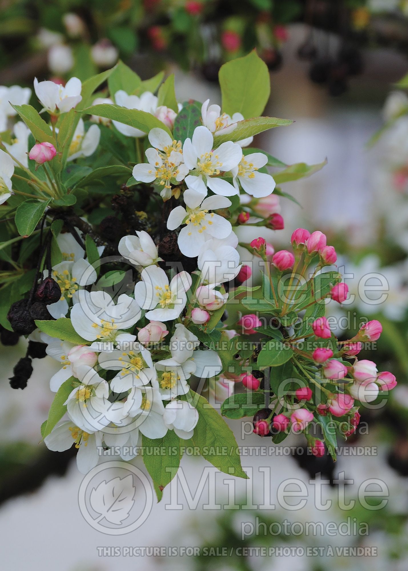 Malus Firebird (Sargent crabapple) 7