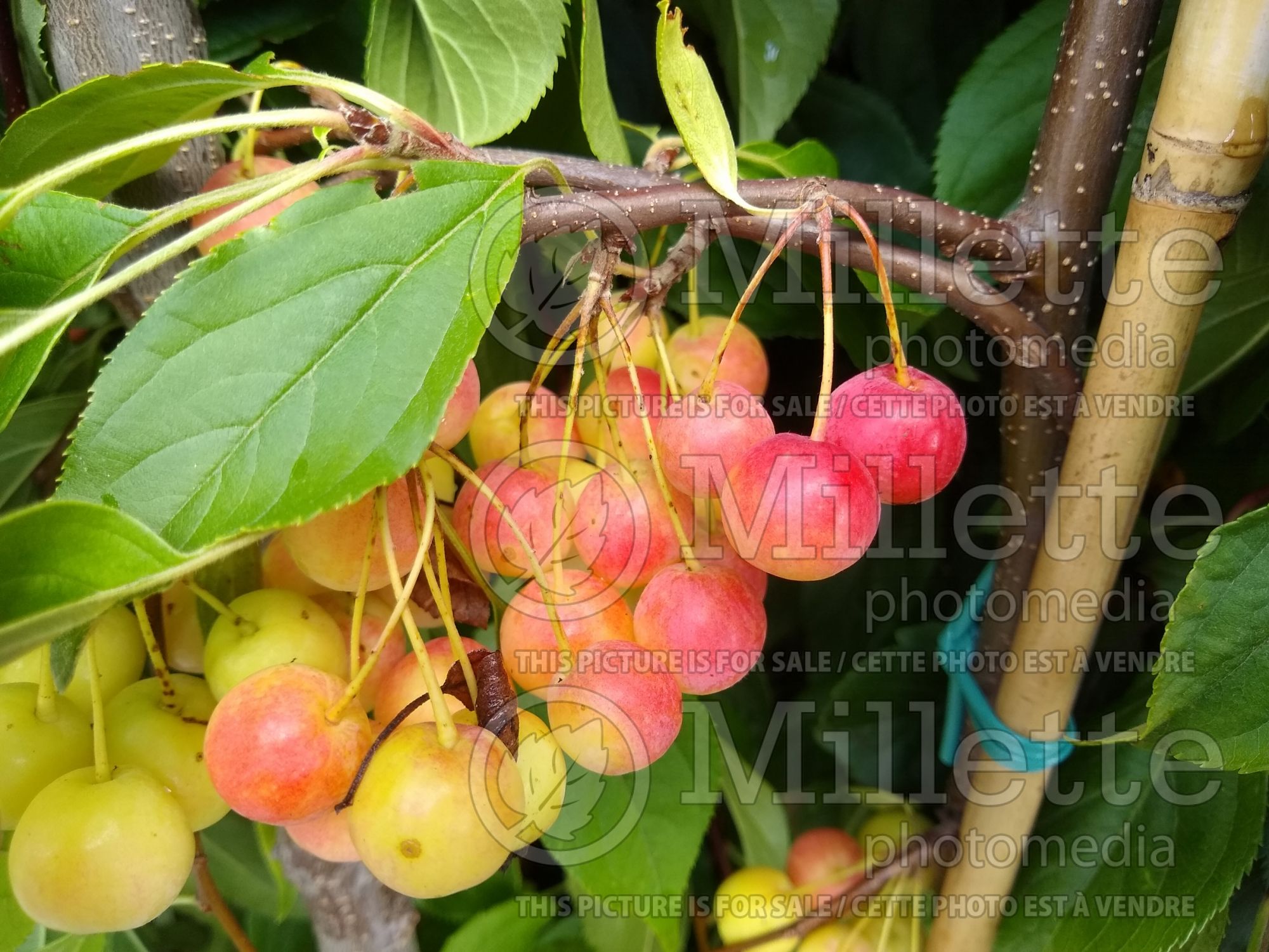 Malus Sun Rival (Crabapple) 1