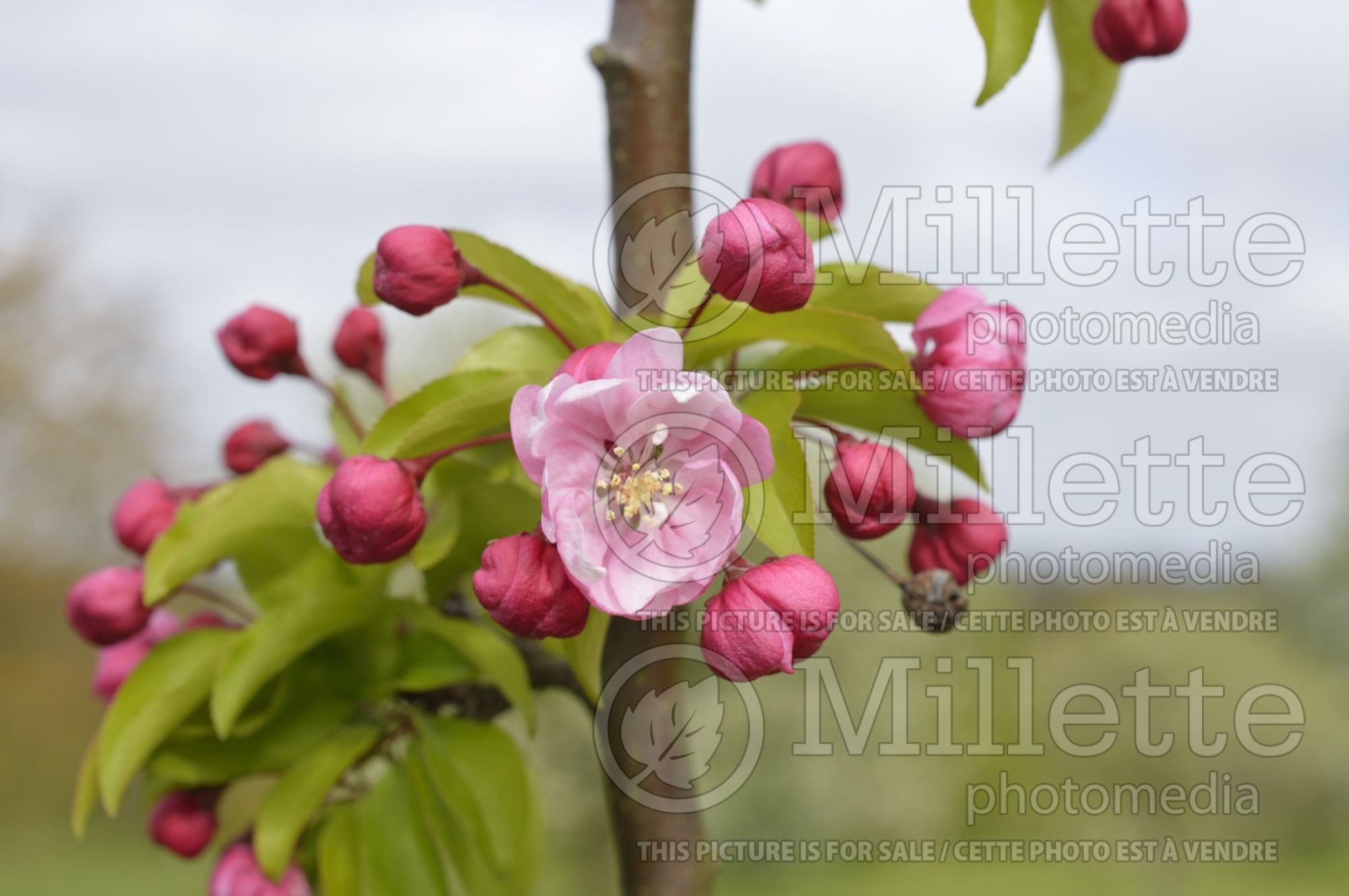 Malus Van Eseltine (Crabapple) 1