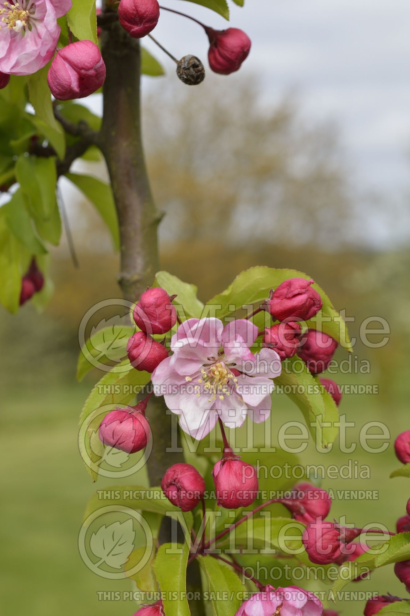 Malus Van Eseltine (Crabapple) 2