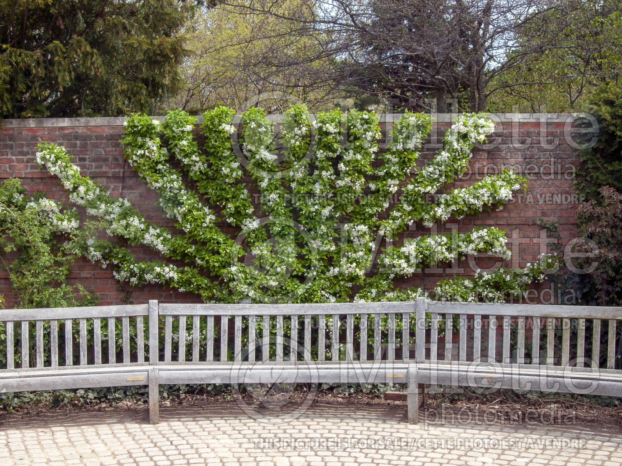 Malus zumi (redbud crabapple ) 3