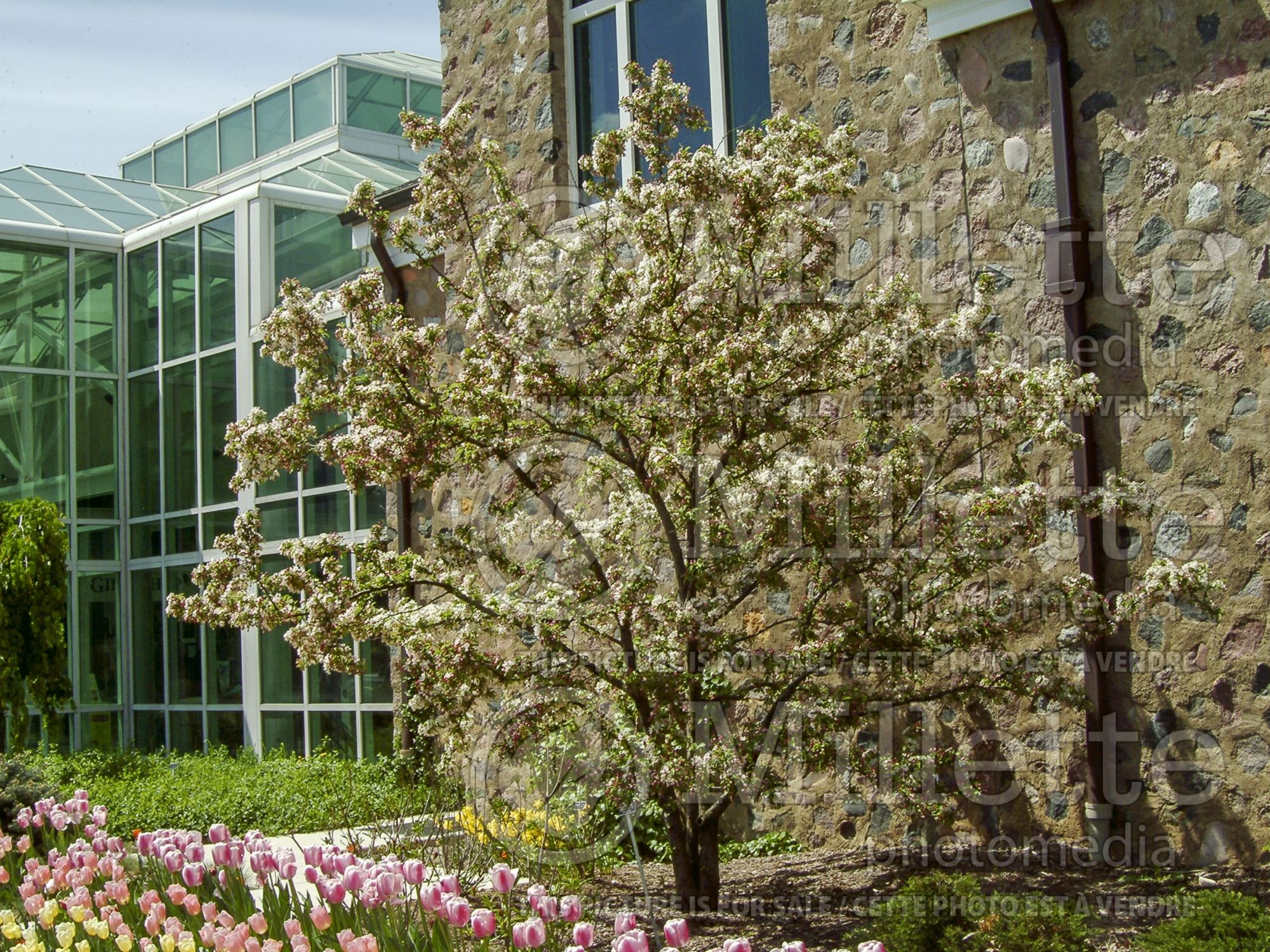 Malus Calocarpa (redbud crabapple ) 1