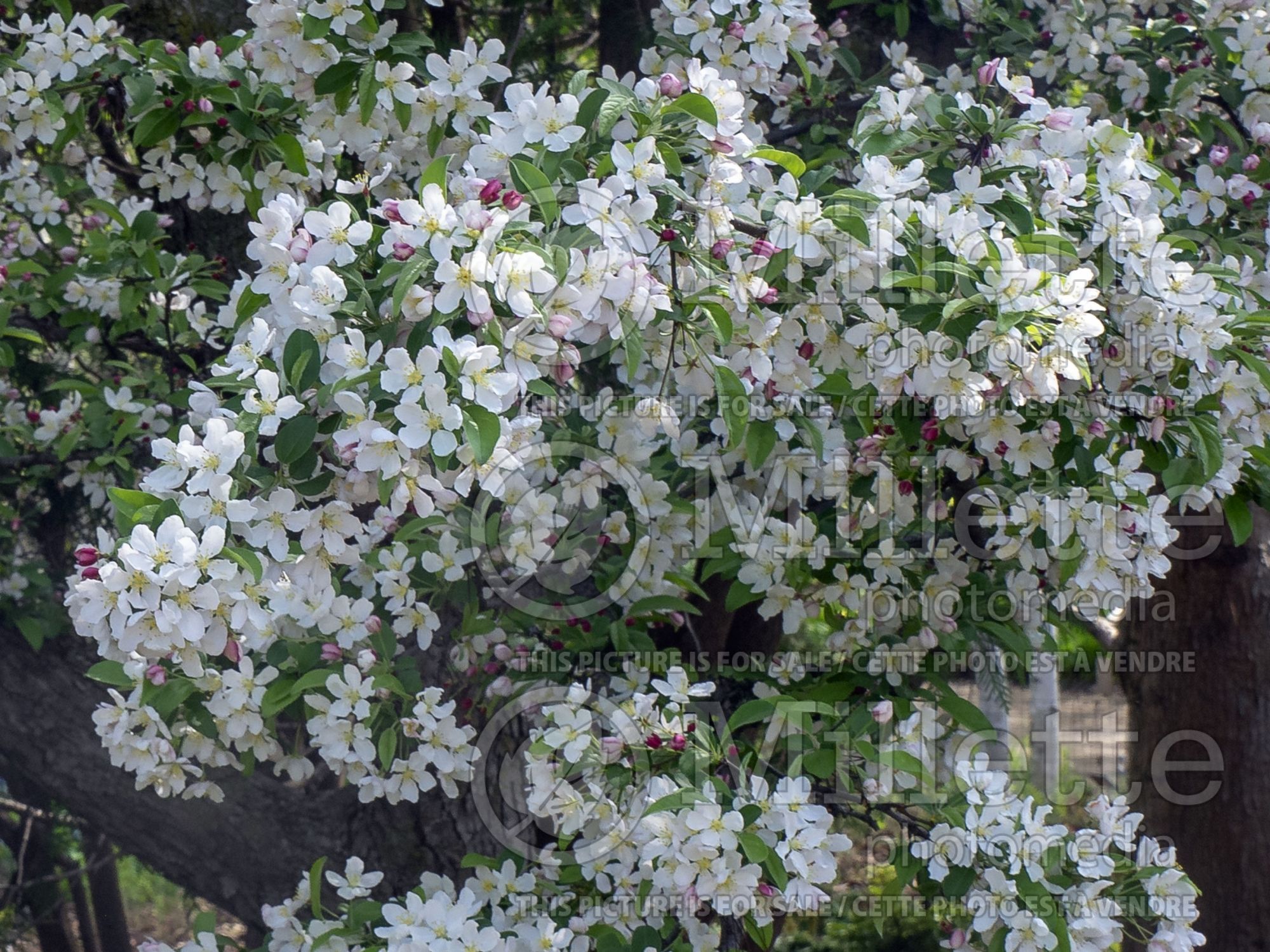 Malus Calocarpa (redbud crabapple ) 4