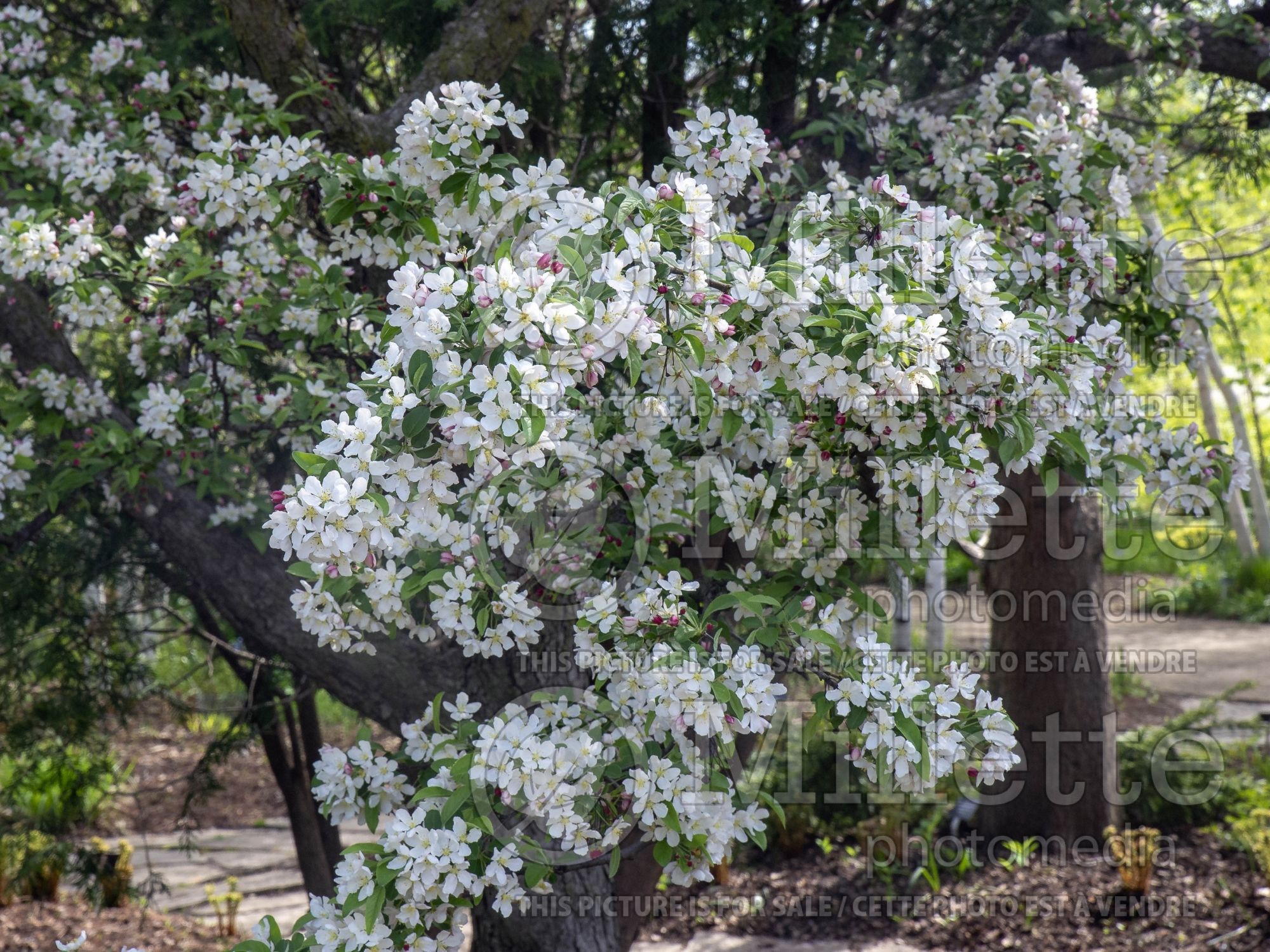 Malus Calocarpa (redbud crabapple ) 5