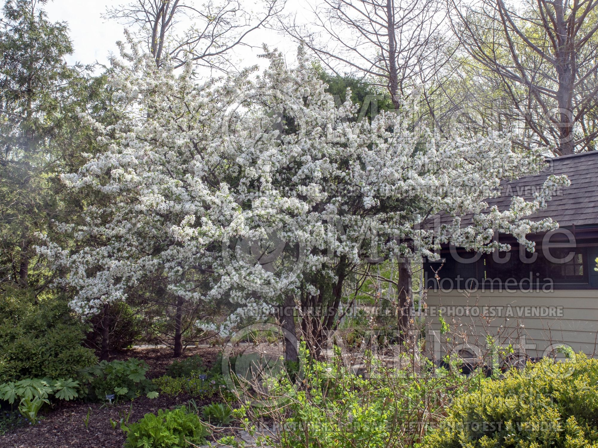 Malus Calocarpa (redbud crabapple ) 2