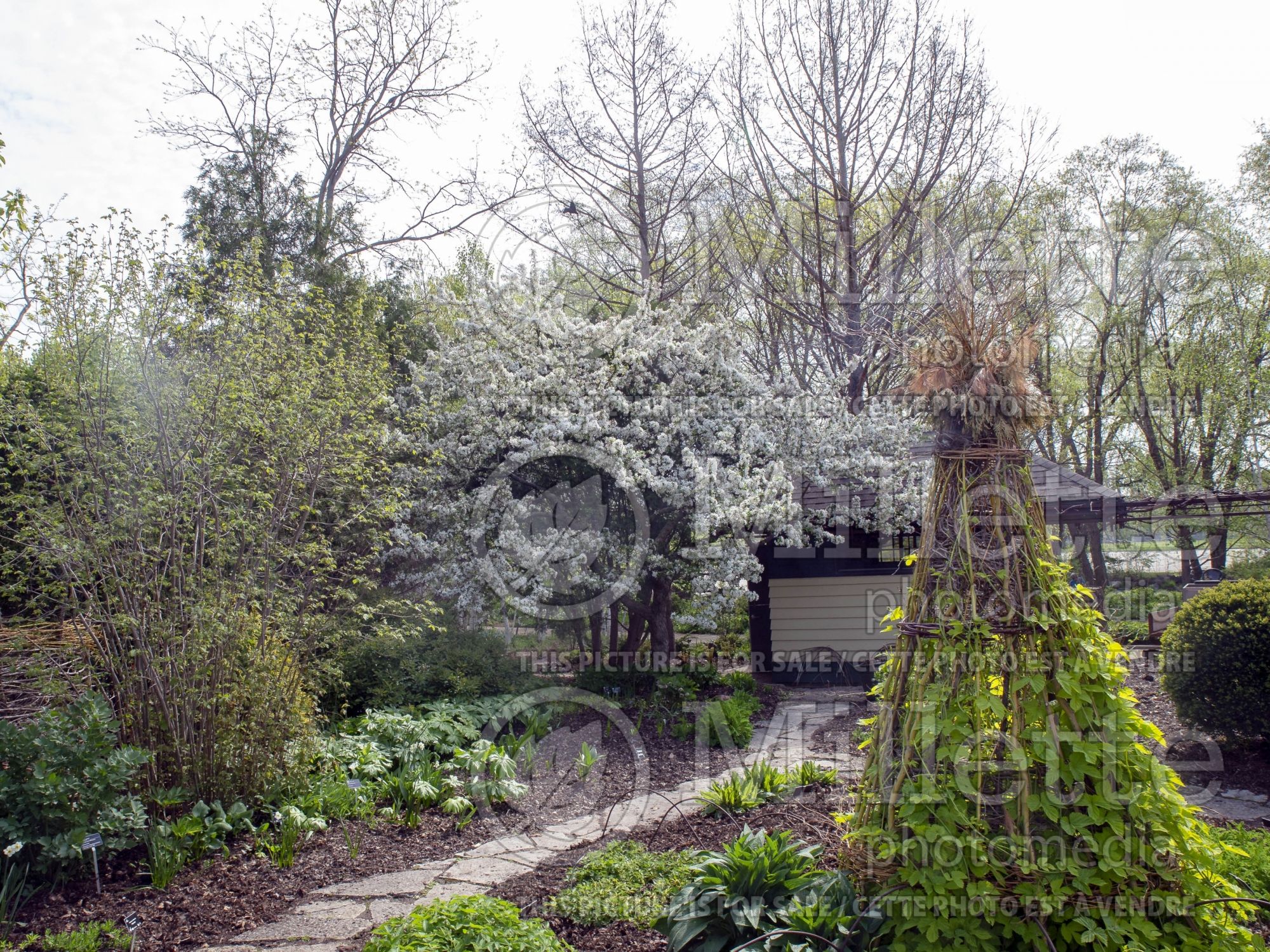 Malus Calocarpa (redbud crabapple ) 3