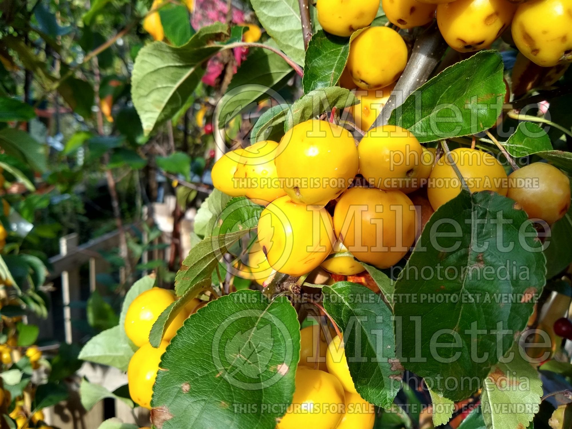 Malus Golden Hornet (Crabapple) 3