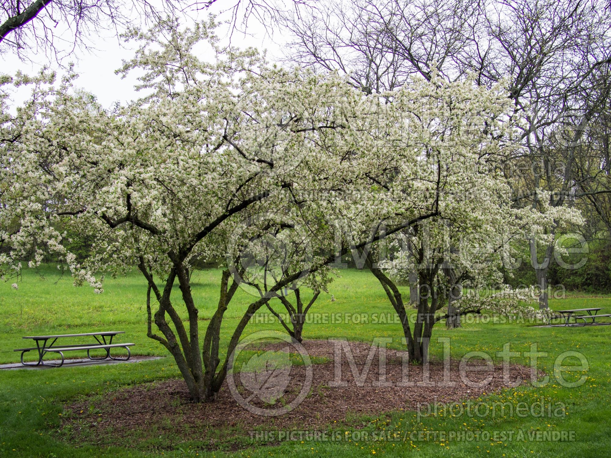Malus zumi var. calocarpa (redbud crabapple) 1