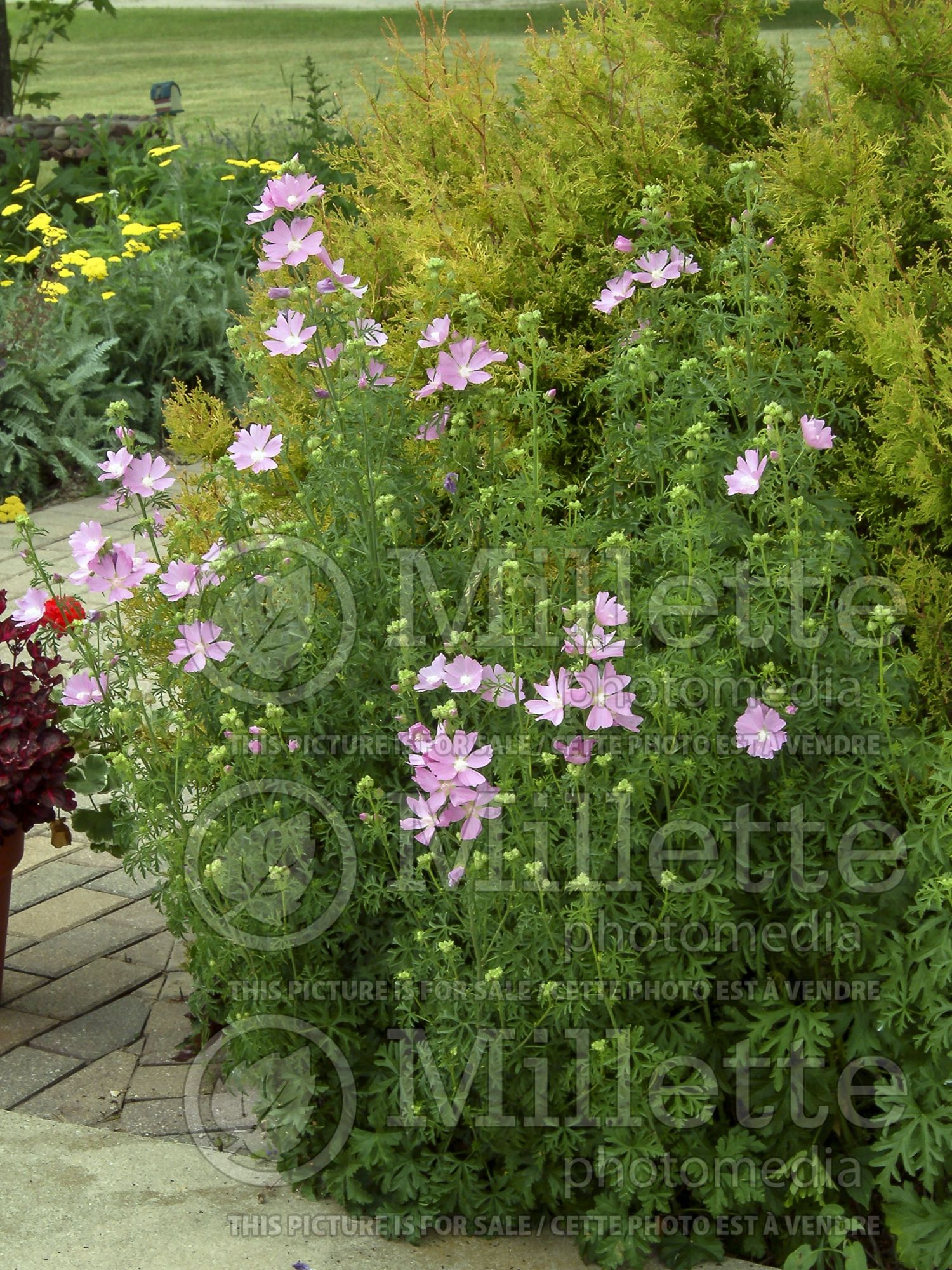 Malva Fastigiata (Mallow) 2