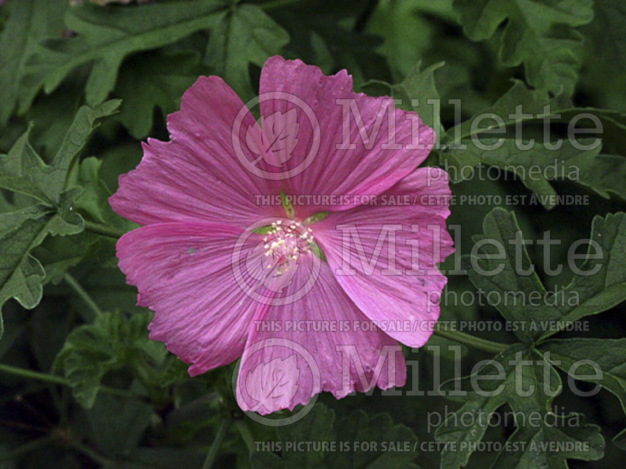 Malva Fastigiata (Mallow) 3