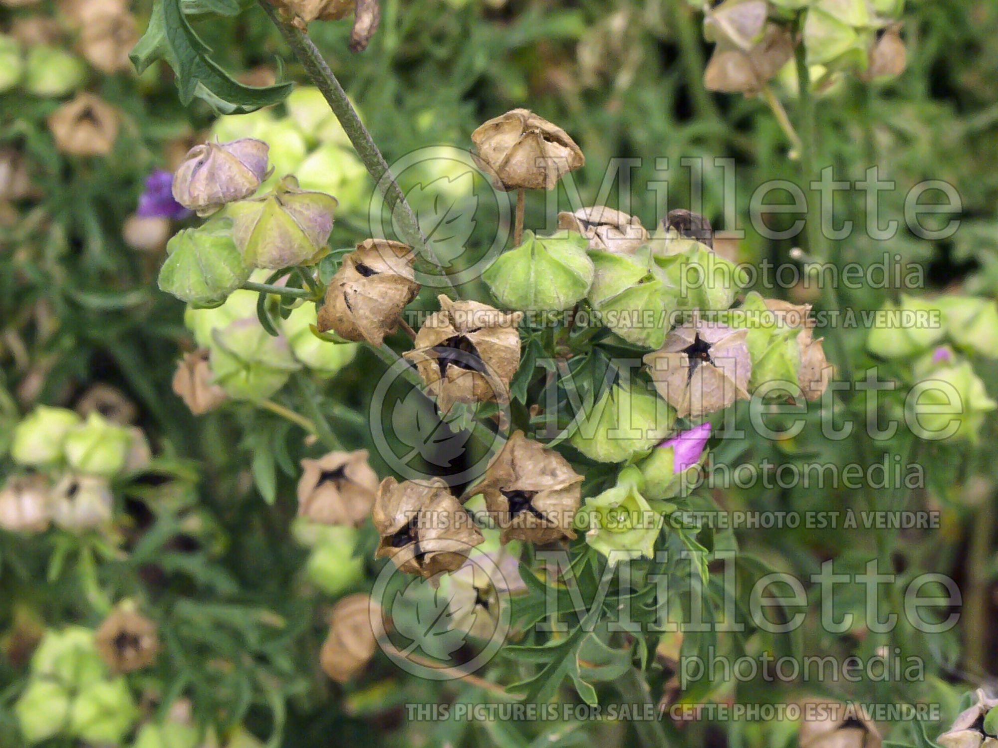 Malva Fastigiata (Mallow) 4