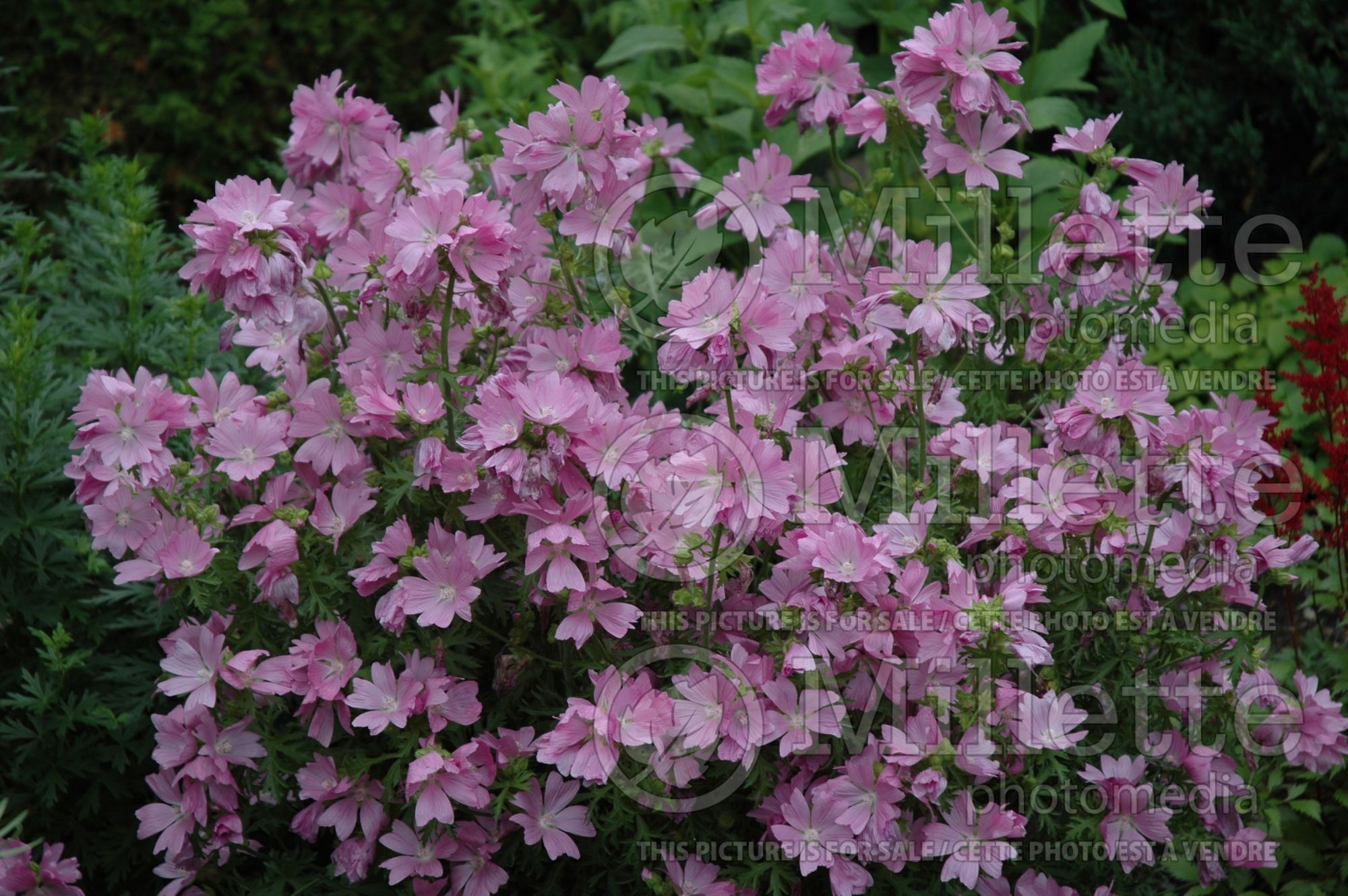 Malva moschata (Musk Mallow) 3