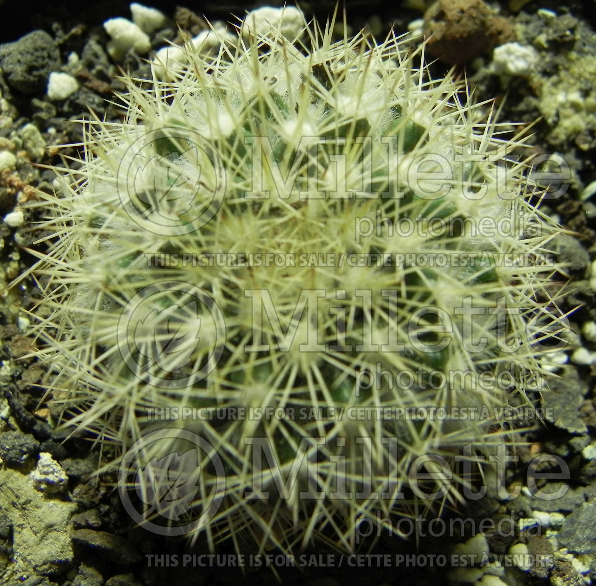 Mammillaria evermanniana (Arizona fishhook cactus) 1