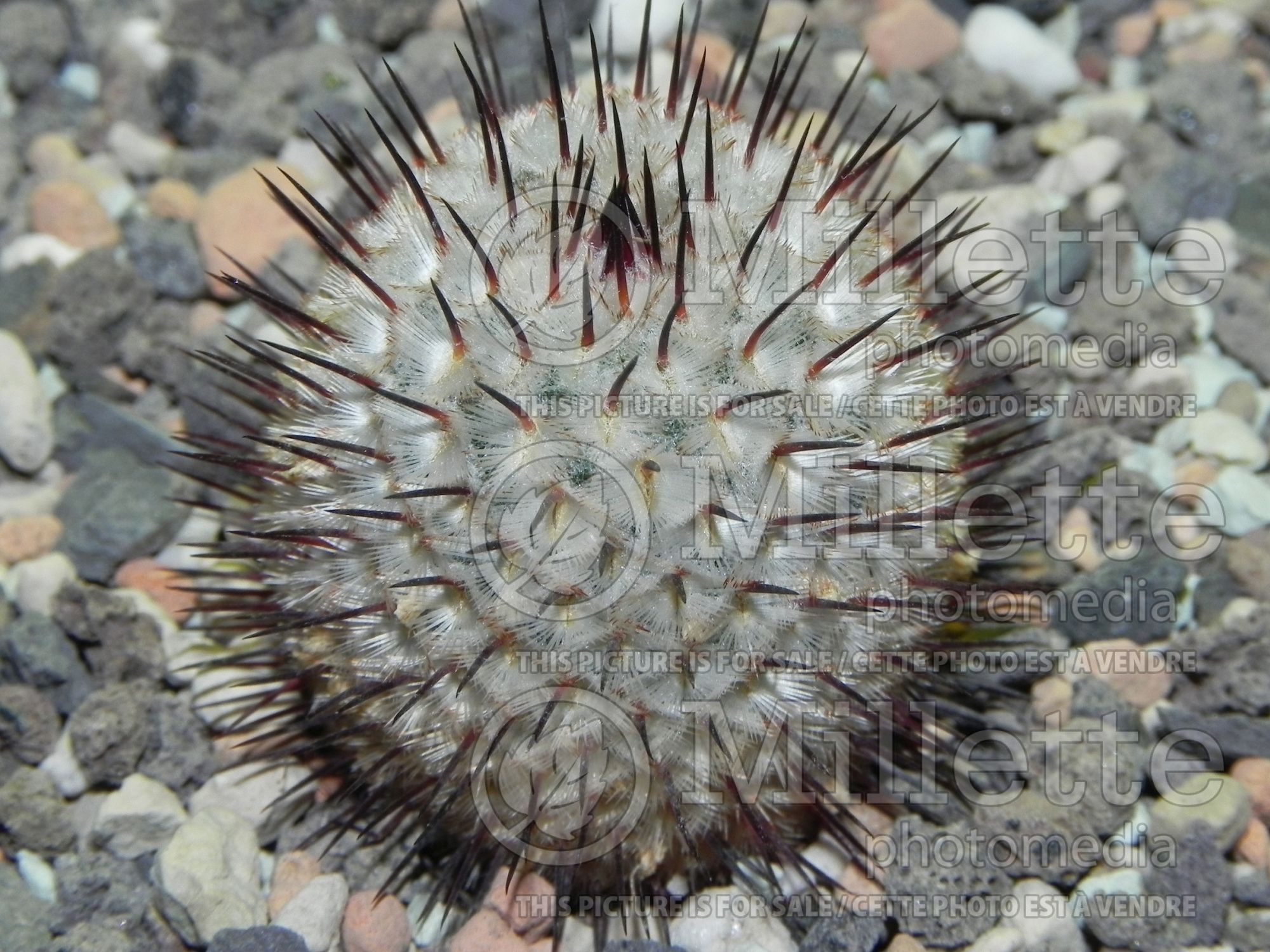 Mammillaria perezdelarosae ssp. andersoniana (Arizona fishhook cactus) 1