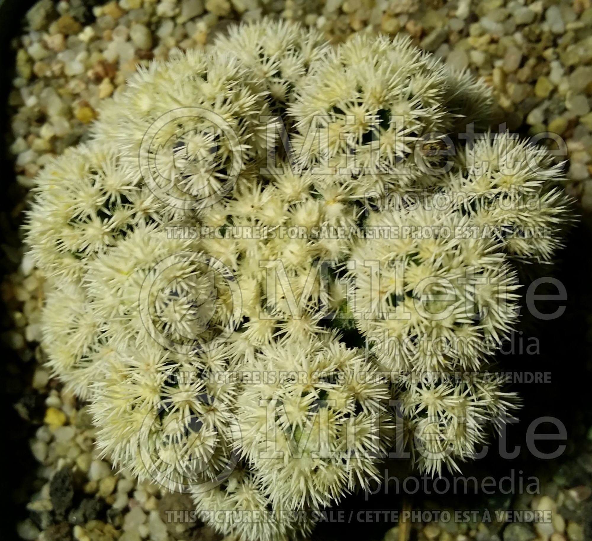 Mammillaria Arizona Snowcap (Arizona fishhook cactus) 1