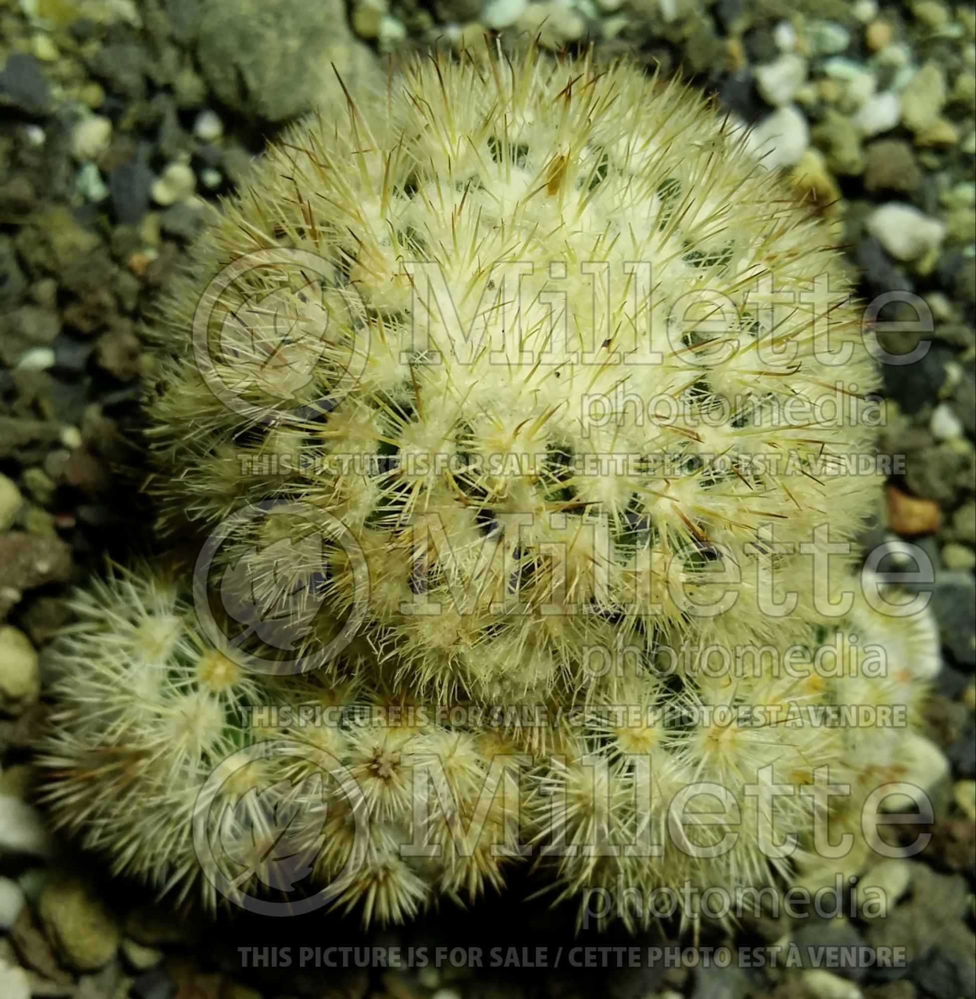 Mammillaria Oruga Blanca (Arizona fishhook cactusa) 1