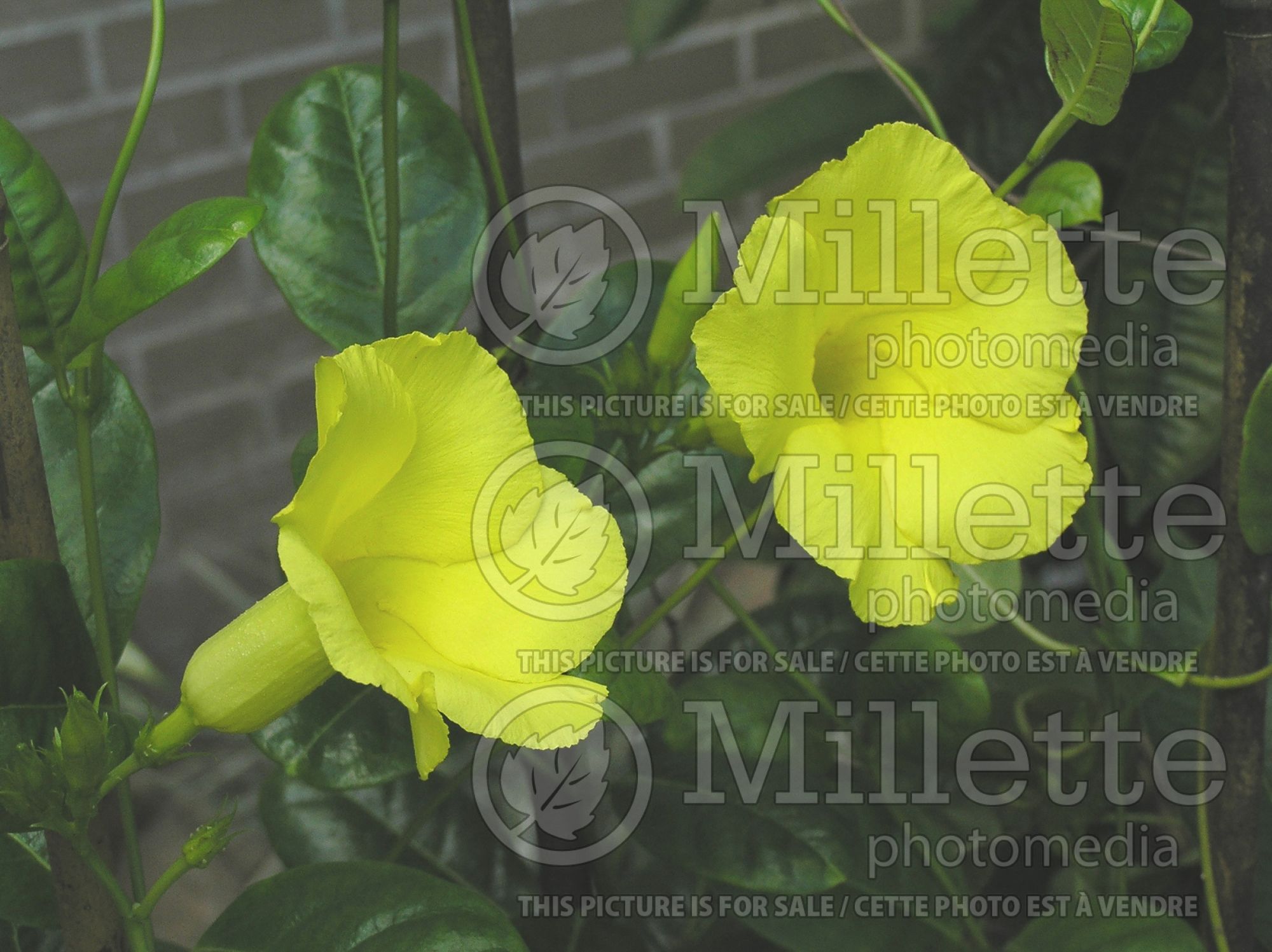 Mandevilla yellow (Brazilian Jasmine - Scarlet Pimpernel, Red Riding Hood) 2