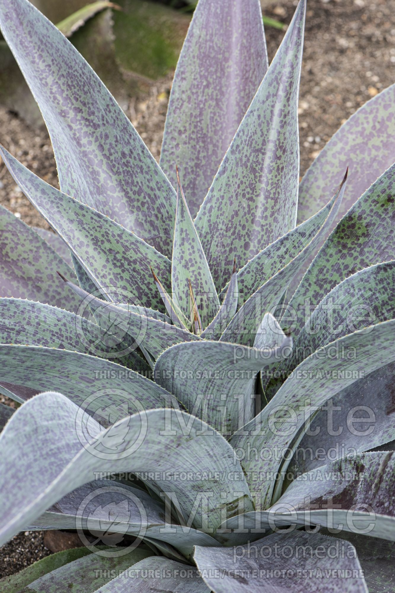 Mangave Aztec King (agave) 1